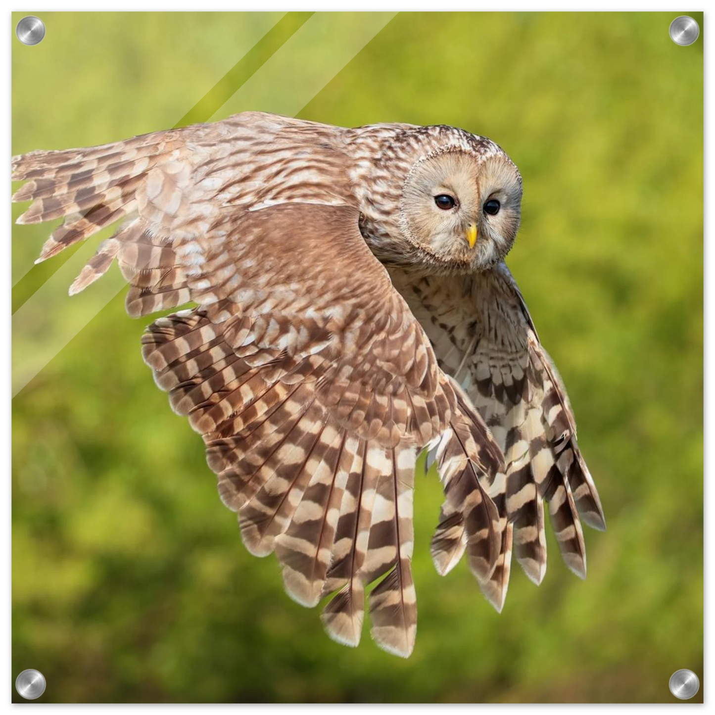 Wandbild majestaetische eule im flug naturfotografie fuer ihr zuhause