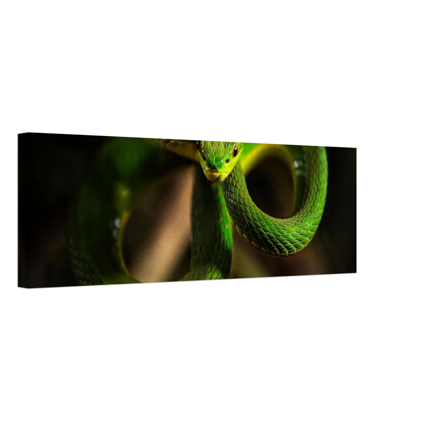 Wandbild der gruene baumviper ein hypnotischer blick in verschiedenen groessen