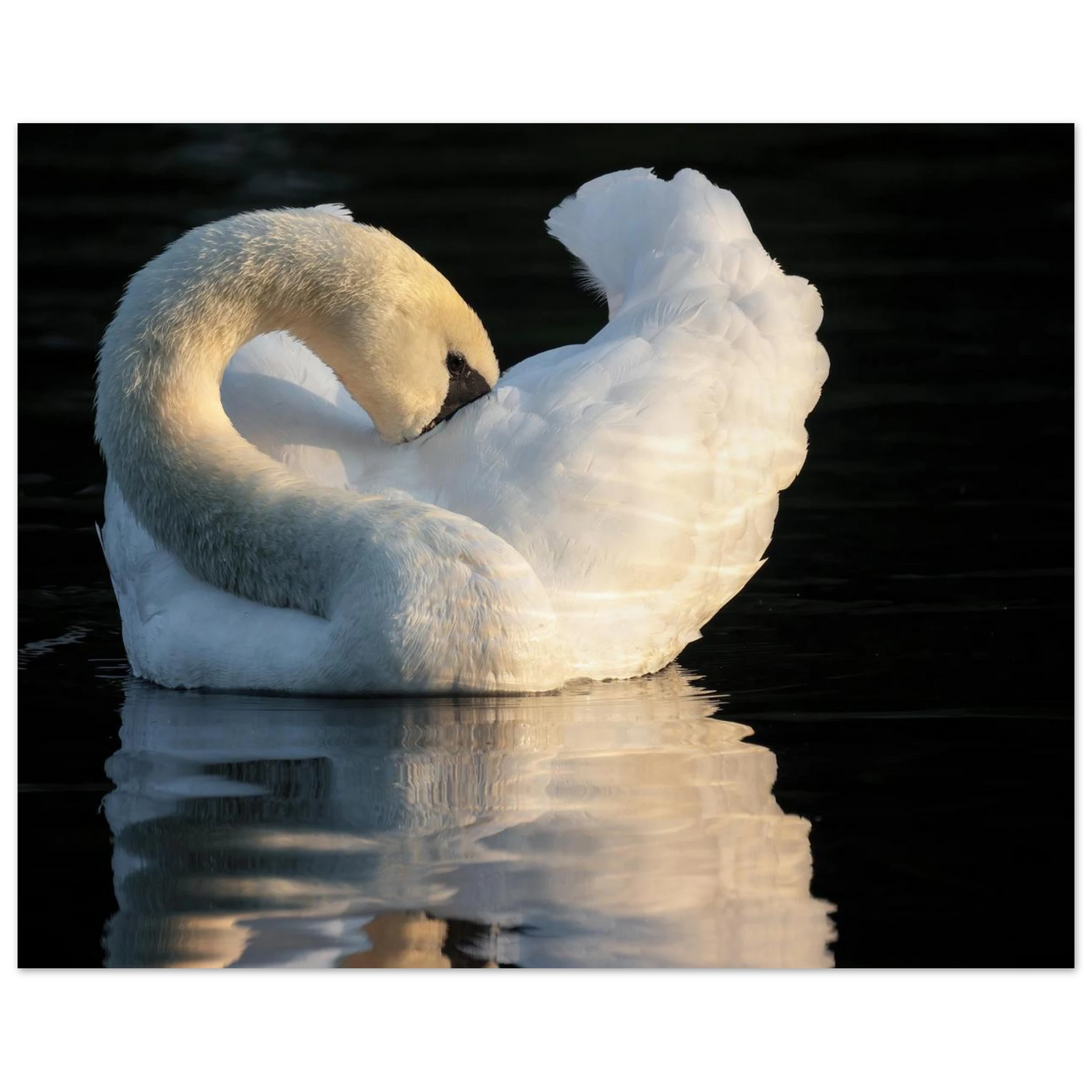 Wandbild schwan bei sonnenuntergang elegante wandkunst fuer ihr zuhause