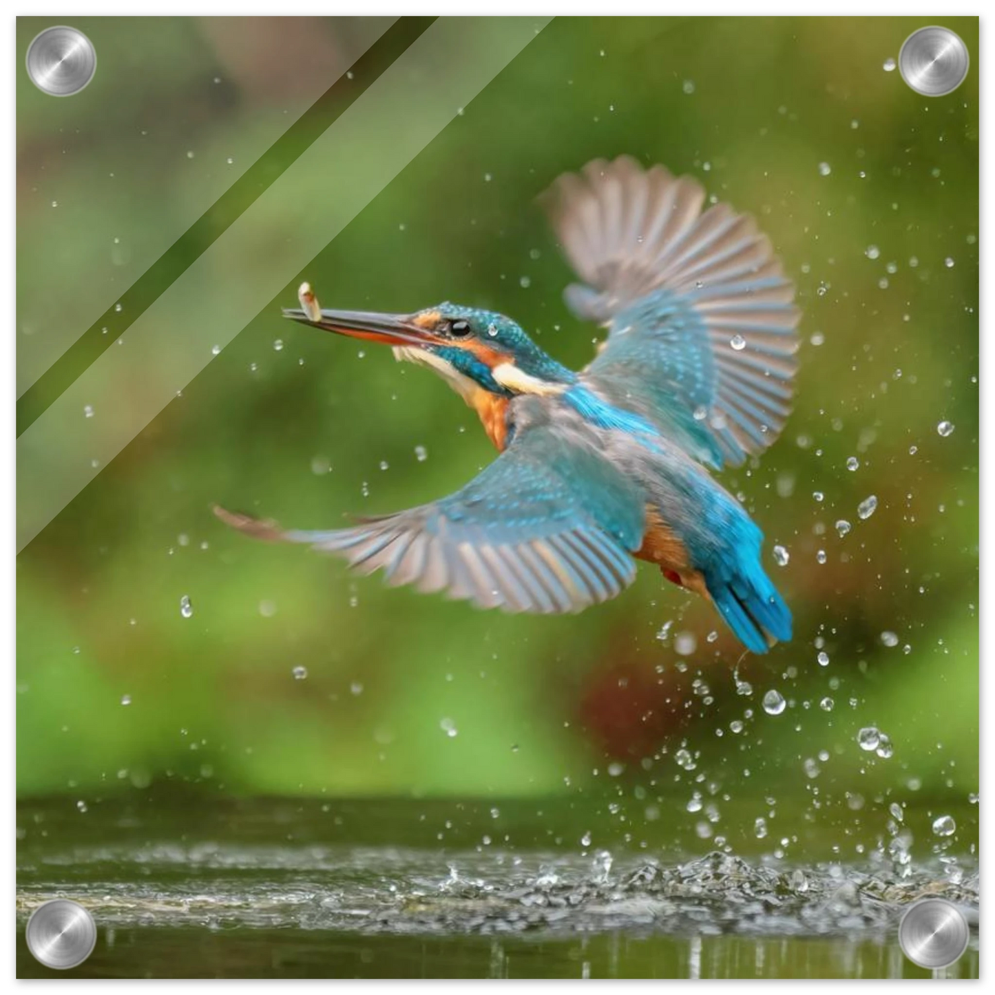 Wandbild eisvogel lebendige tierfotografie mit lebhaften blautoenen