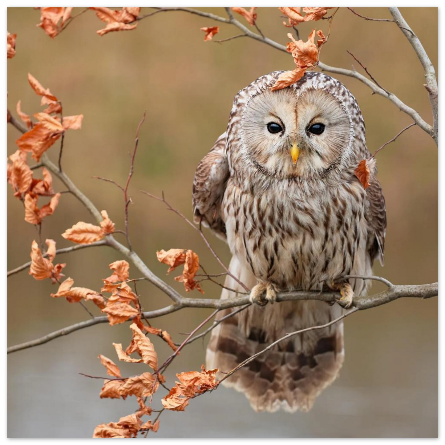 Wandbild majestaetische eule im herbstlaub einblick in die wildnis in verschiedenen groessen