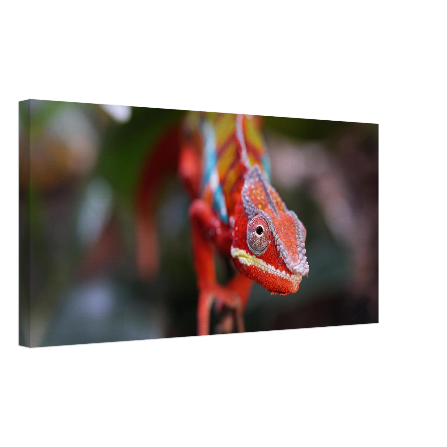Wandbild faszinierendes chamaeleon portraet lebendige tierkunst fuer ihr zuhause in ihrer wunschgroesse