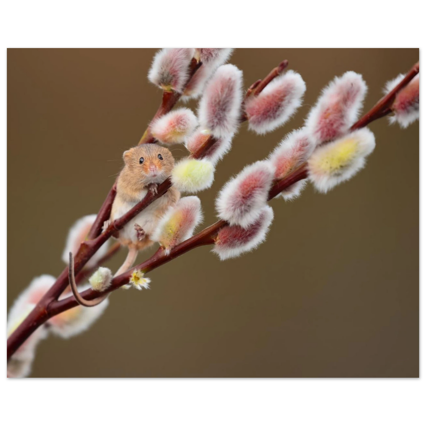 Wandbild niedliche erntemaus an flauschigen weidenkaetzchen ein zauberhafter naturmoment fuer ihre waende
