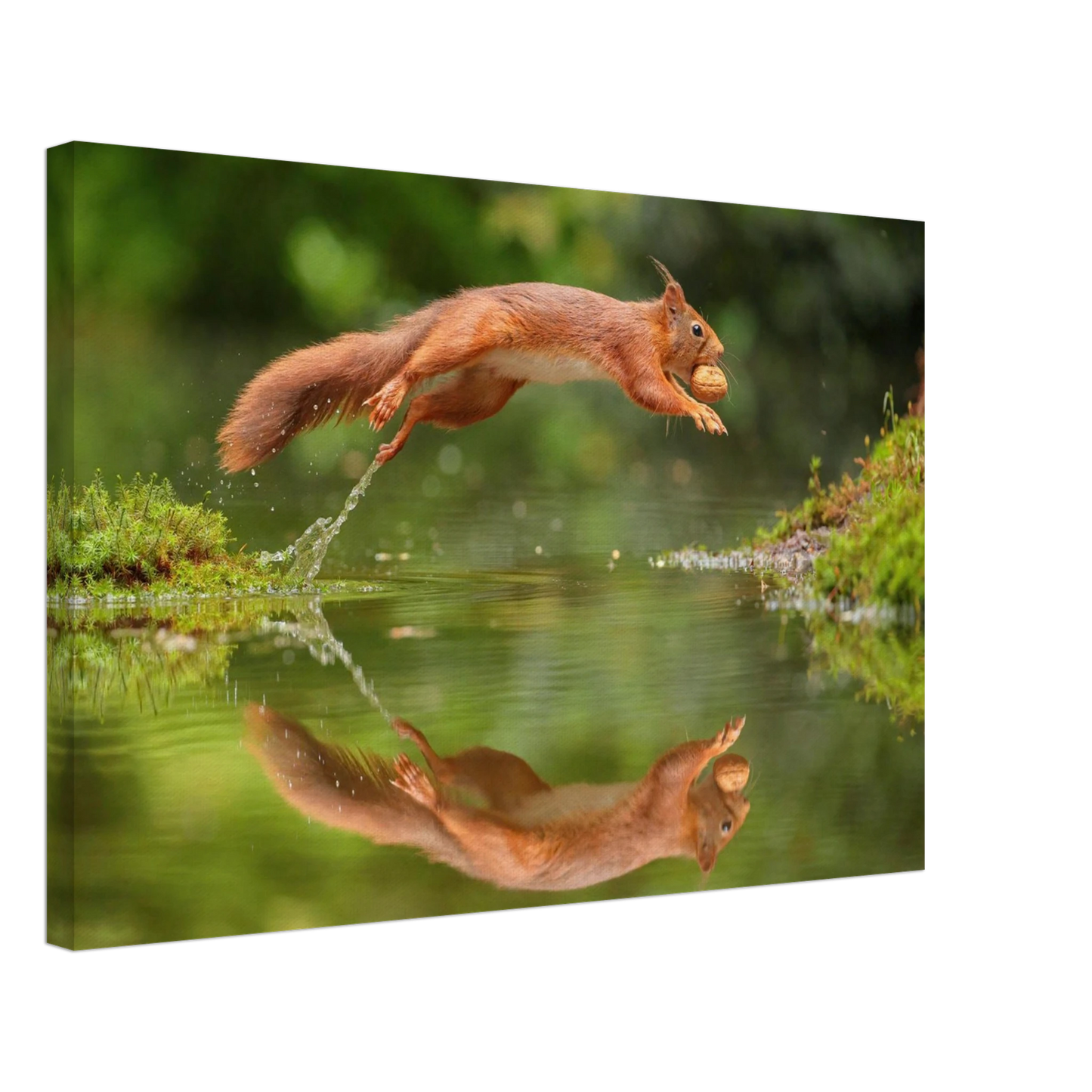 Wandbild Wandkunst eichhoernchens freudensprung dynamische naturkunst fuer ihr zuhause erhaeltlich in mehreren groessen