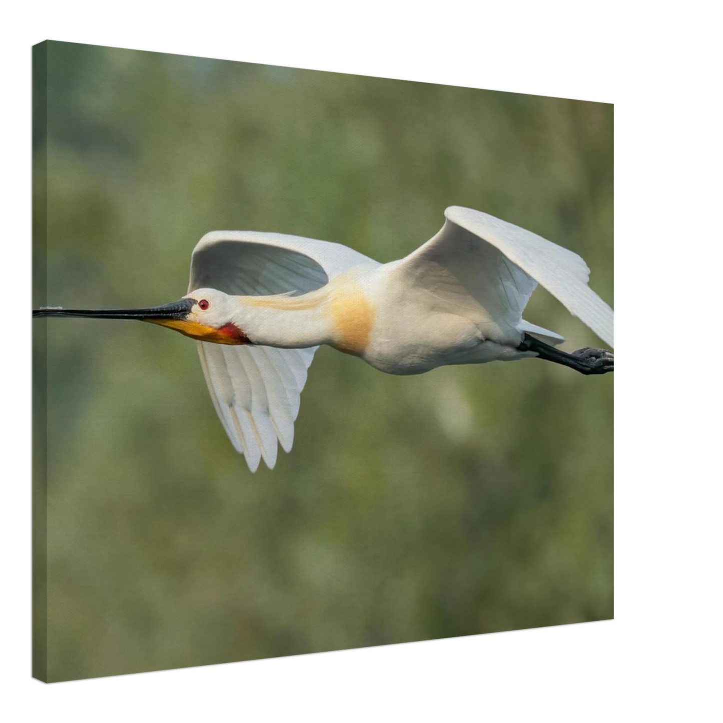 Wandbild eleganter loeffler im flug naturfotografie fuer ihr zuhause in vielen groessen