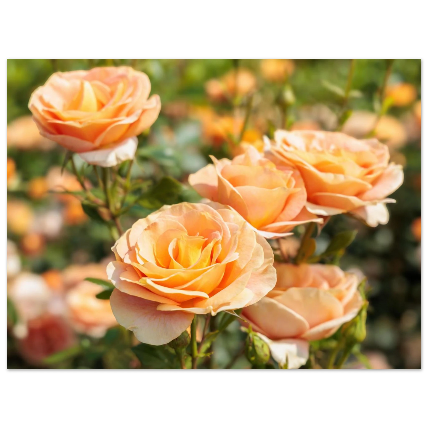 Wandbild romantische pfirsichrosen im sonnenschein botanische kunst fuer ihr zuhause in vielen groessen