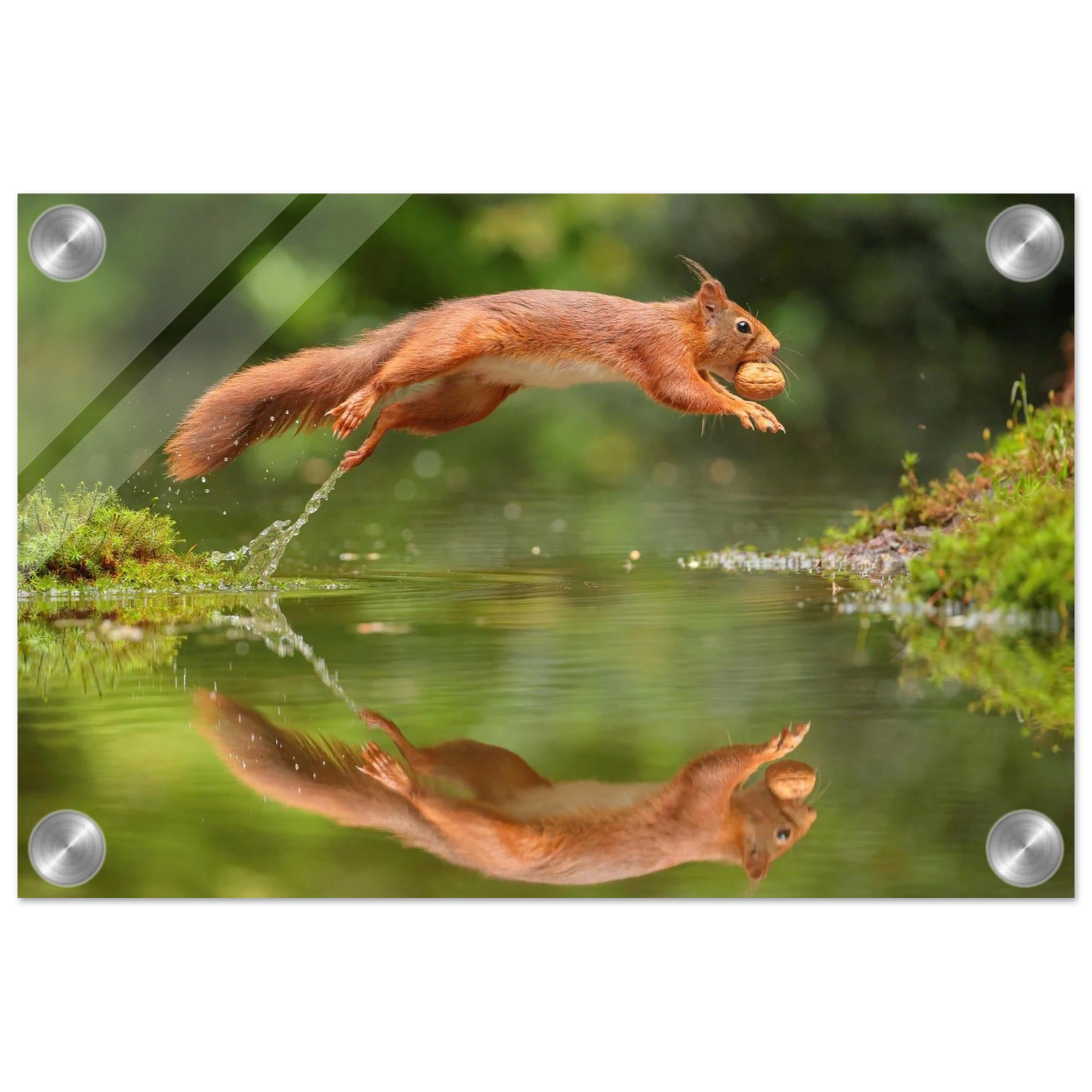 Wandbild Wandkunst eichhoernchens freudensprung dynamische naturkunst fuer ihr zuhause erhaeltlich in mehreren groessen
