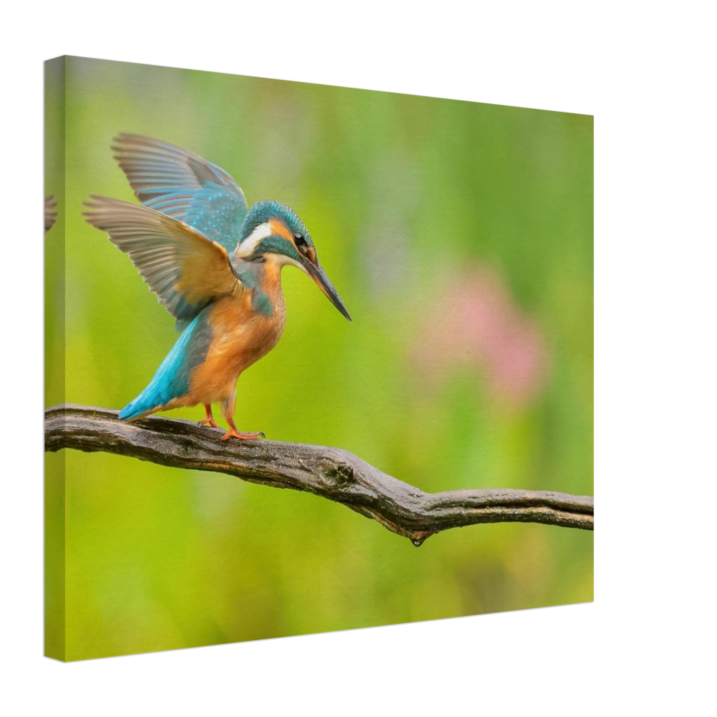 Wandbild eisvogel leuchtende federpracht auf natuerlichem ast in ihrer wunschgroesse