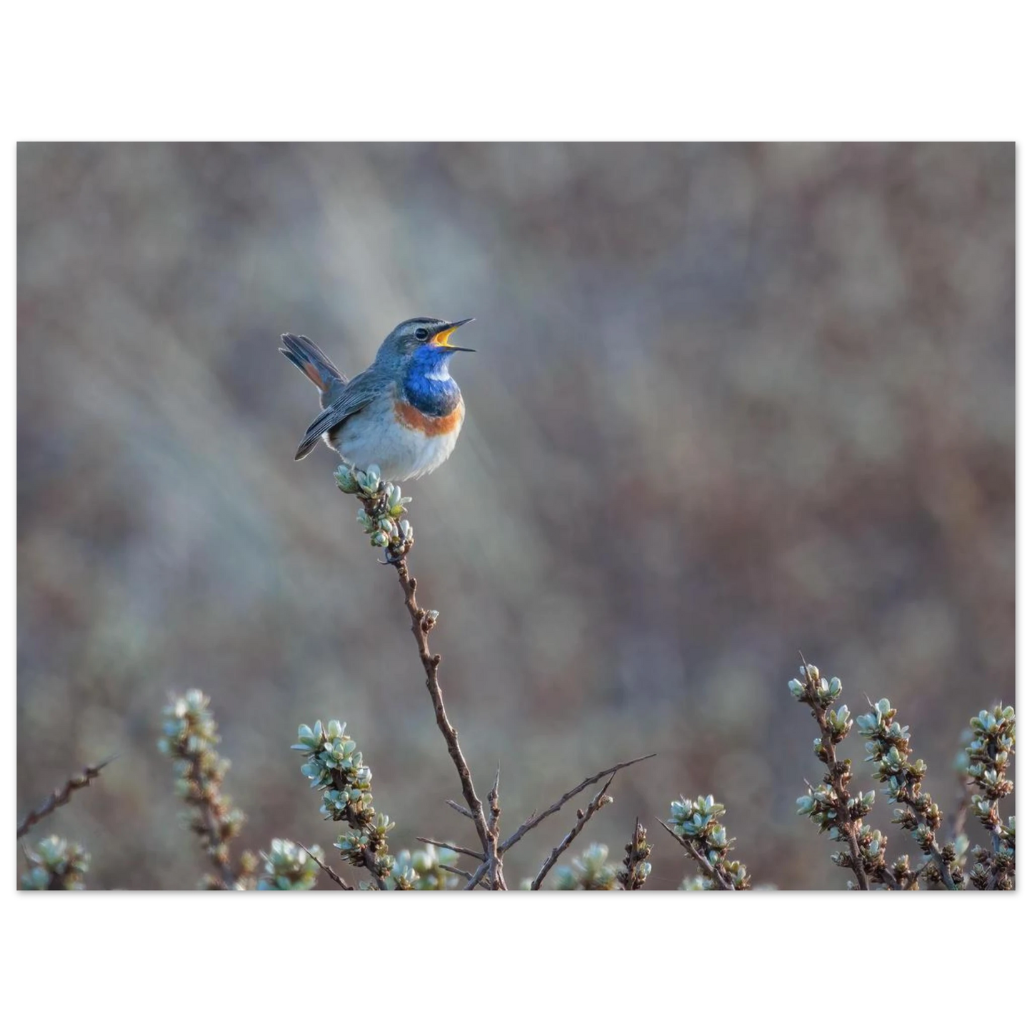 Wandbild blaukohlkehlchen im gesang naturkunst in lebendigen farben in ihrer wunschgroesse