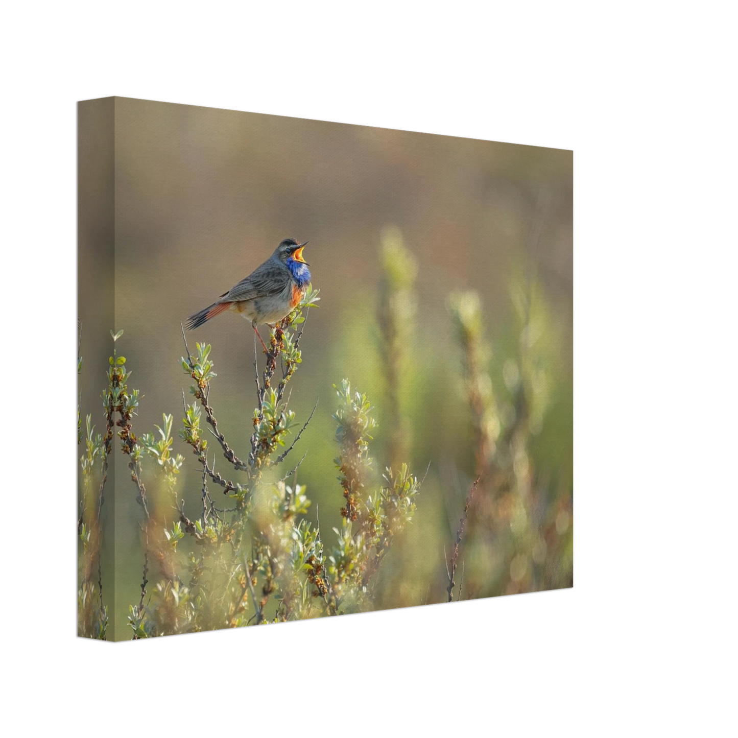 Wandbild singendes blaukehlchen lebendige naturfotografie als wandbild in verschiedenen groessen