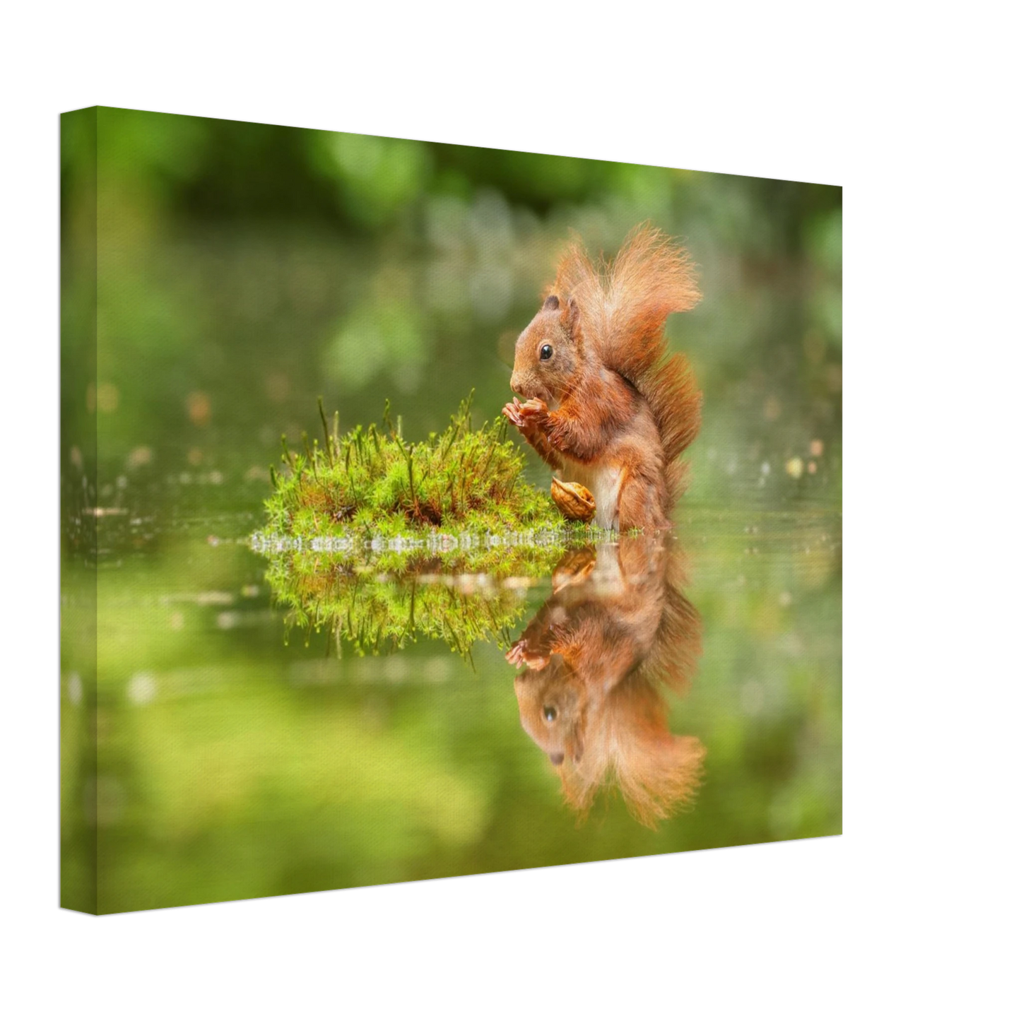 Wandbild bezauberndes eichhoernchen mit nuss ein spiegelbild der natur