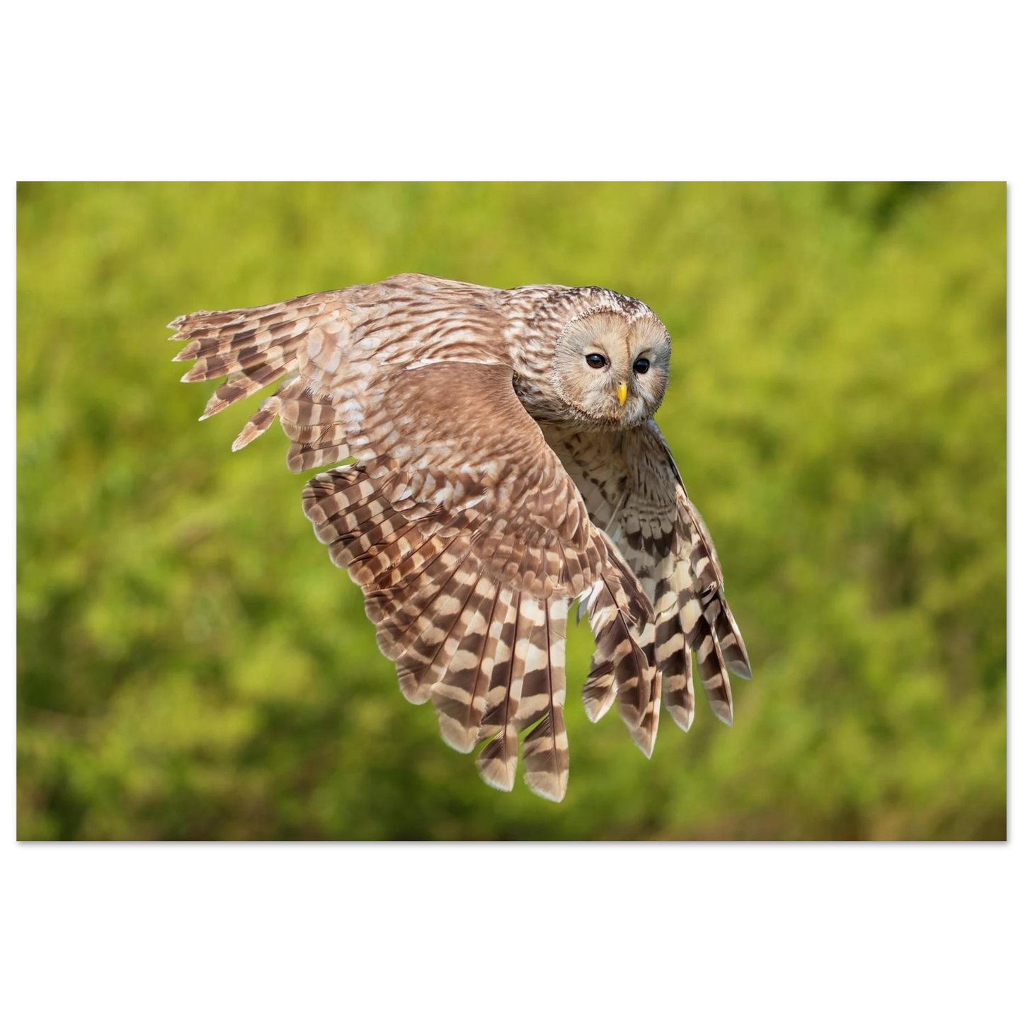 Wandbild majestaetische eule im flug naturfotografie fuer ihr zuhause