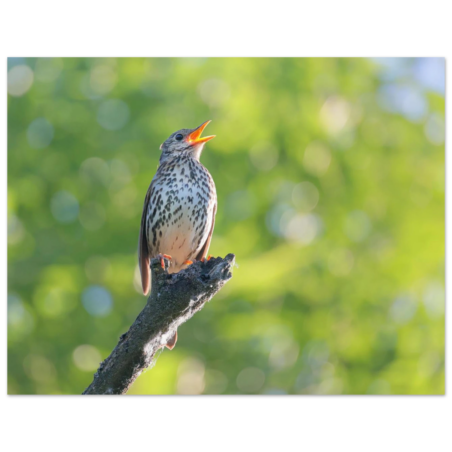 Wandbild bezaubernder singvogel in gruen ein naturportraet fuer ihr zuhause in vielen groessen