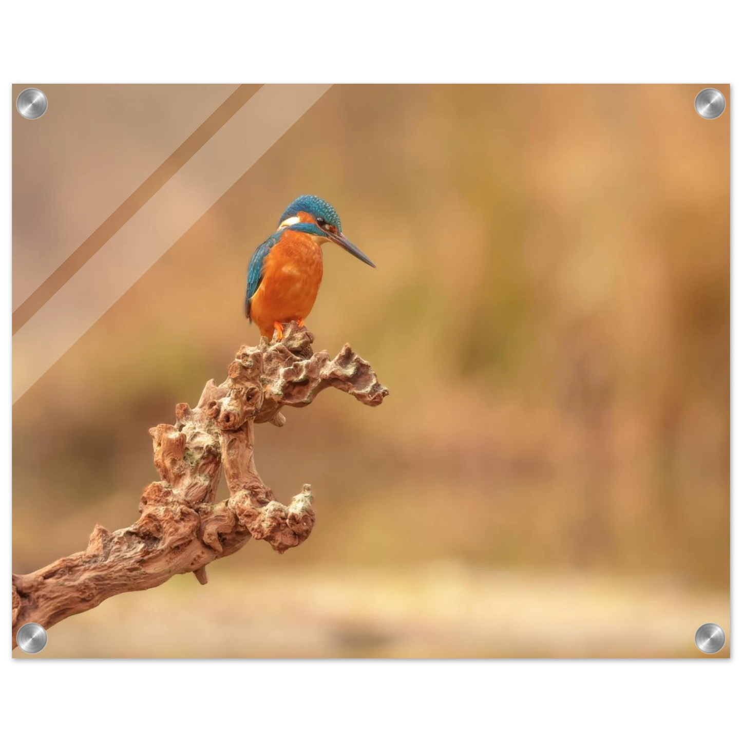 Wandbild eisvogel lebendige naturkunst fuer ihr zuhause in vielen groessen