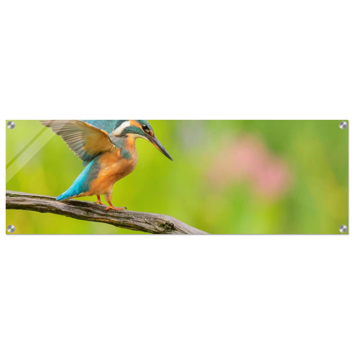Wandbild eisvogel leuchtende federpracht auf natuerlichem ast in ihrer wunschgroesse