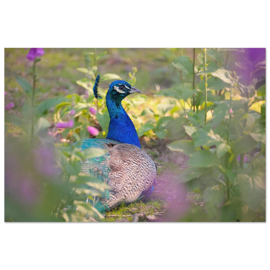 Wandbild majestaetischer pfau lebendige farbenpracht fuer ihre wand in vielen groessen erhaeltlich