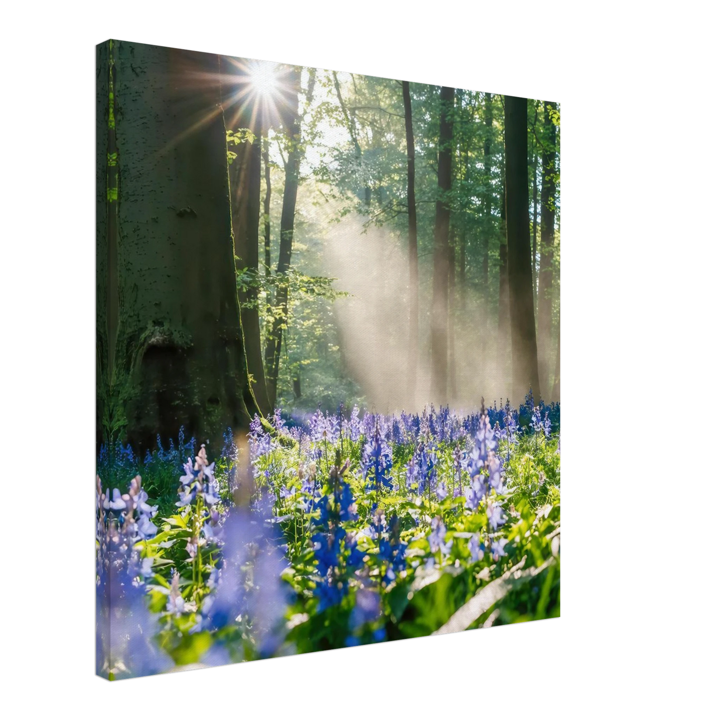 Wandbild mystische waldlichtung mit blauen glockenblumen sonnenverwoehntes naturbild in verschiedenen groessen
