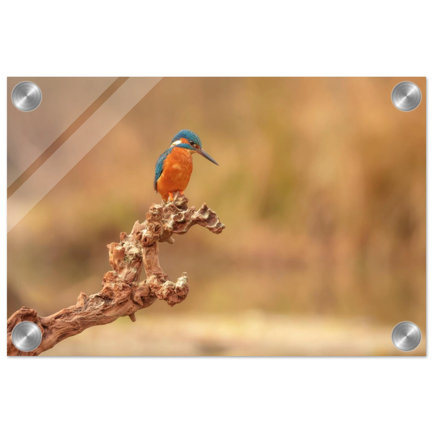 Wandbild eisvogel lebendige naturkunst fuer ihr zuhause in vielen groessen