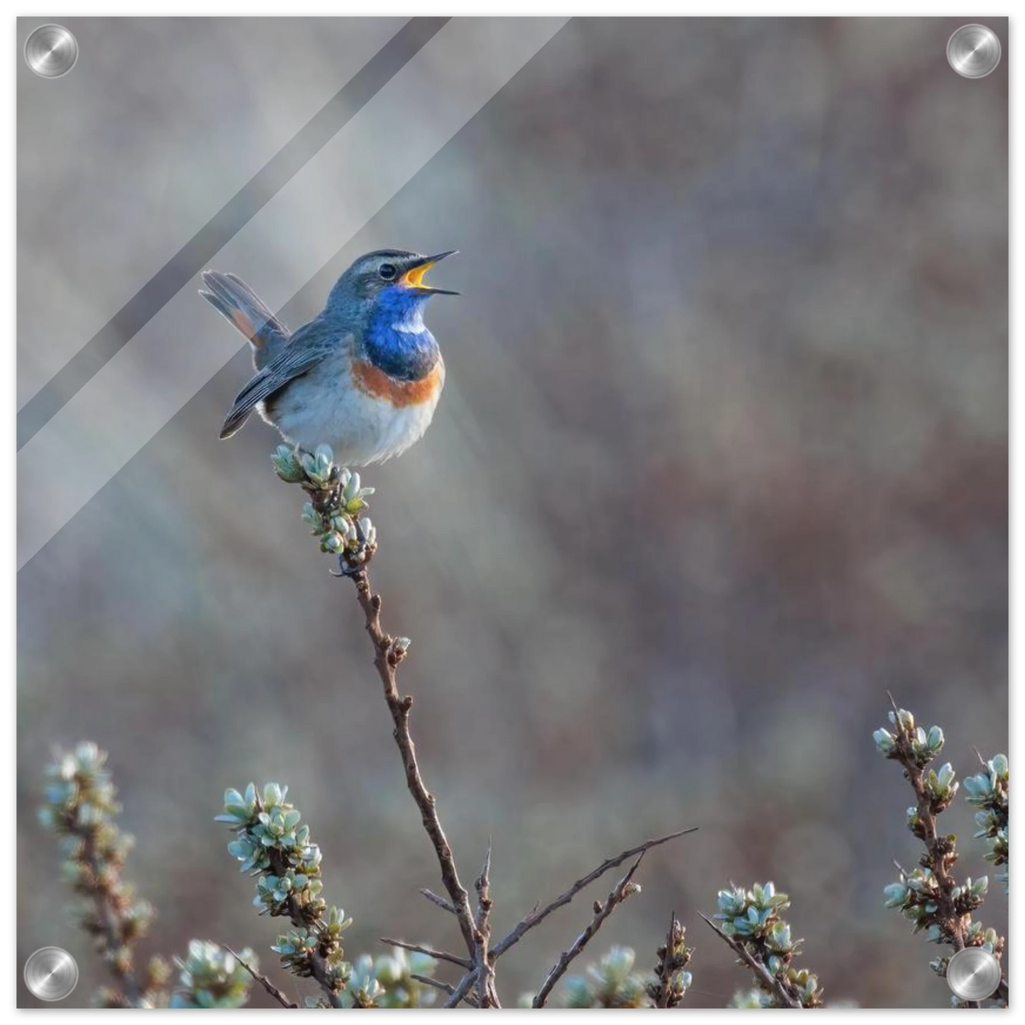 Wandbild blaukohlkehlchen im gesang naturkunst in lebendigen farben in ihrer wunschgroesse