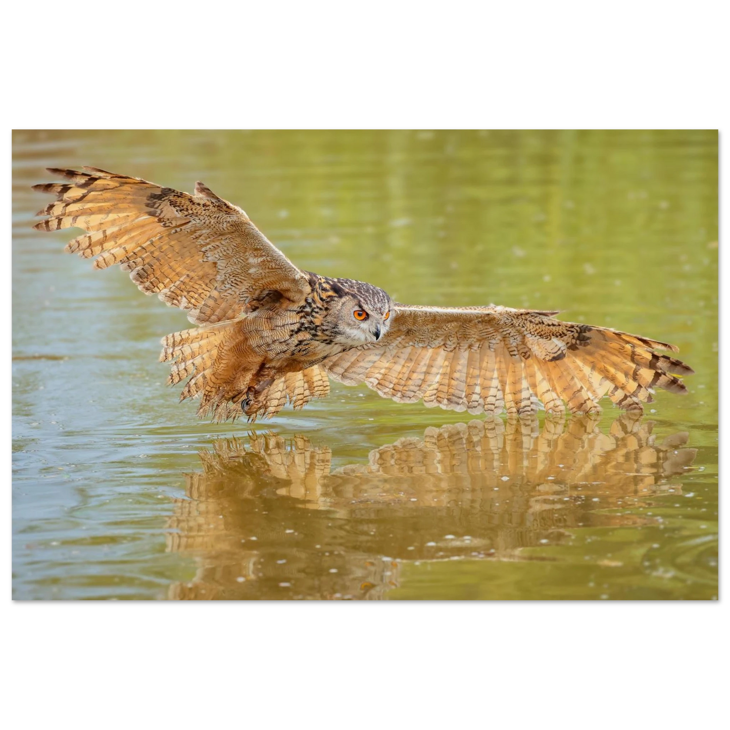 Wandbild majestaetischer uhu im jagdflug atemberaubende wildtierkunst in verschiedenen groessen