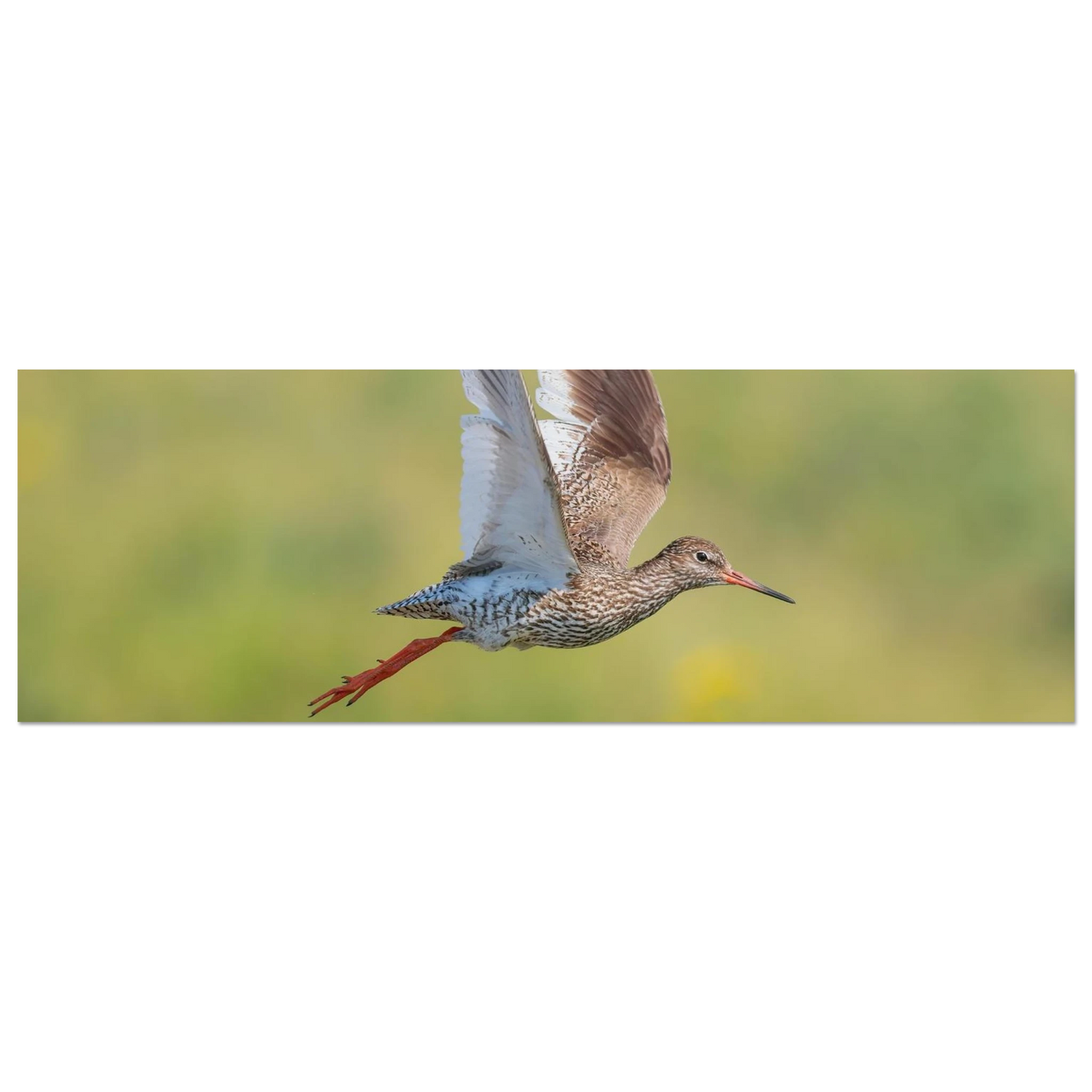 Wandbild der flug des rotschenkels dynamische tierkunst fuer ihr zuhause in vielen groessen erhaeltlich