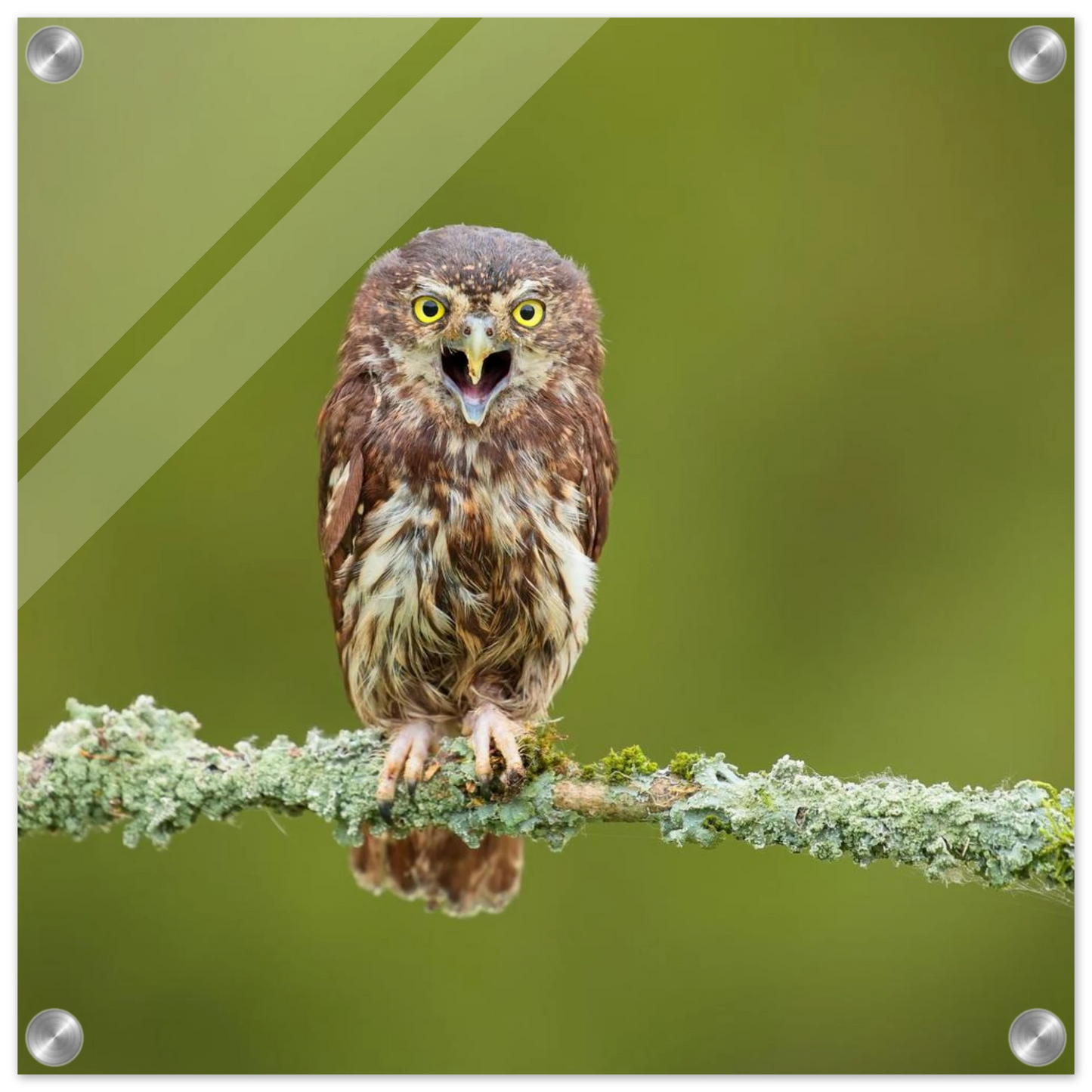Wandbild rufer der wildnis faszinierendes eulen portraet mit leuchtenden augen fuer ihr zuhause