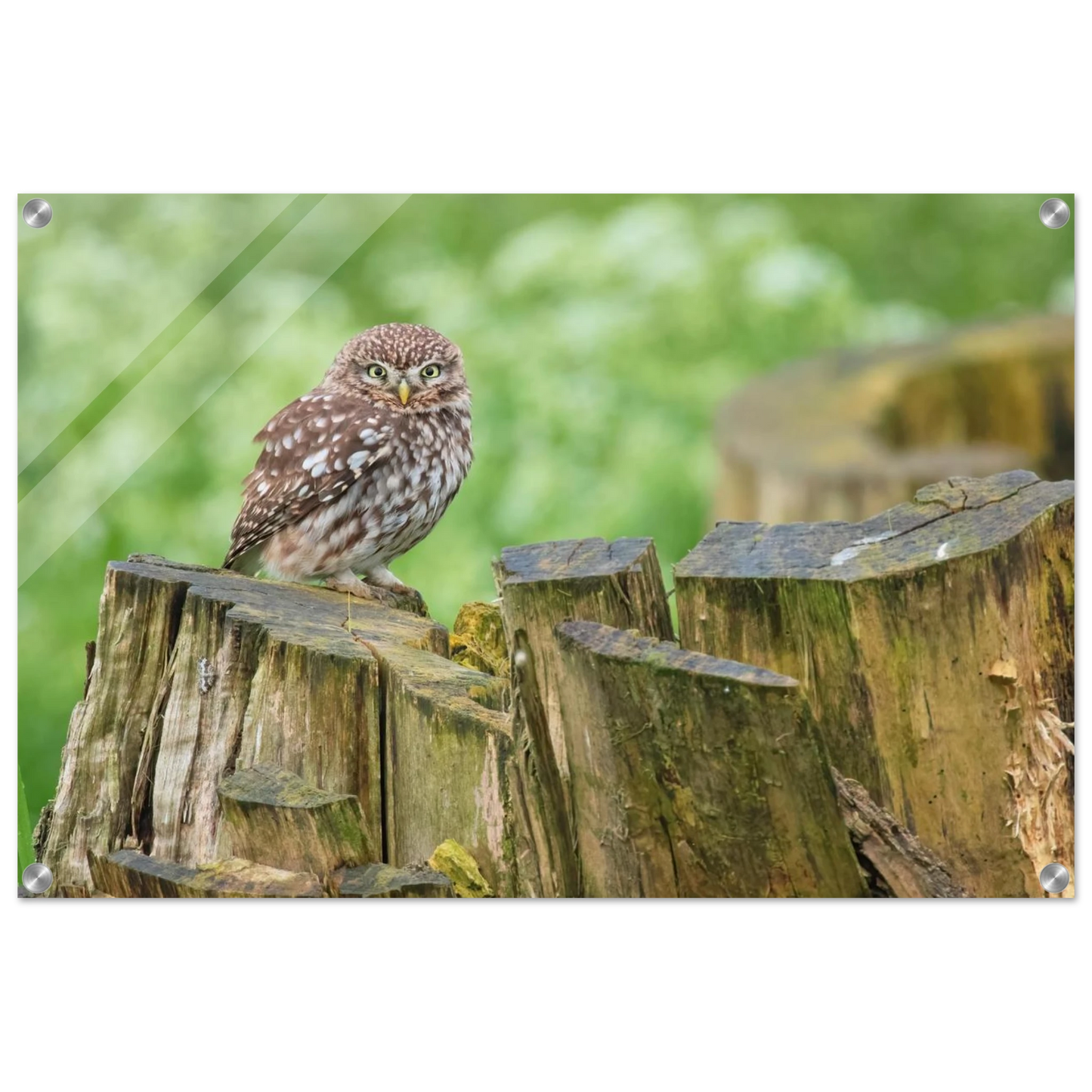 Wandbild mystische kleine eule faszinierendes kunstwerk fuer natur und tierliebhaber in vielen groessen