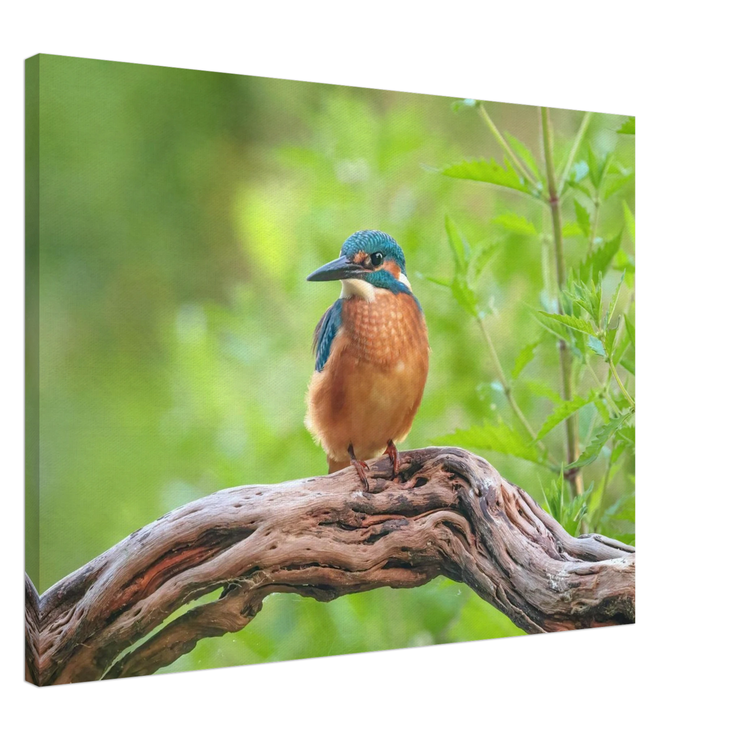 Wandbild eisvogel lebendige naturkunst fuer ihr zuhause in ihrer wunschgroesse 2