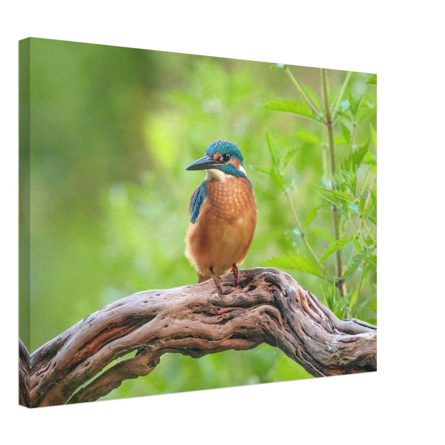 Wandbild eisvogel lebendige naturkunst fuer ihr zuhause in ihrer wunschgroesse 2