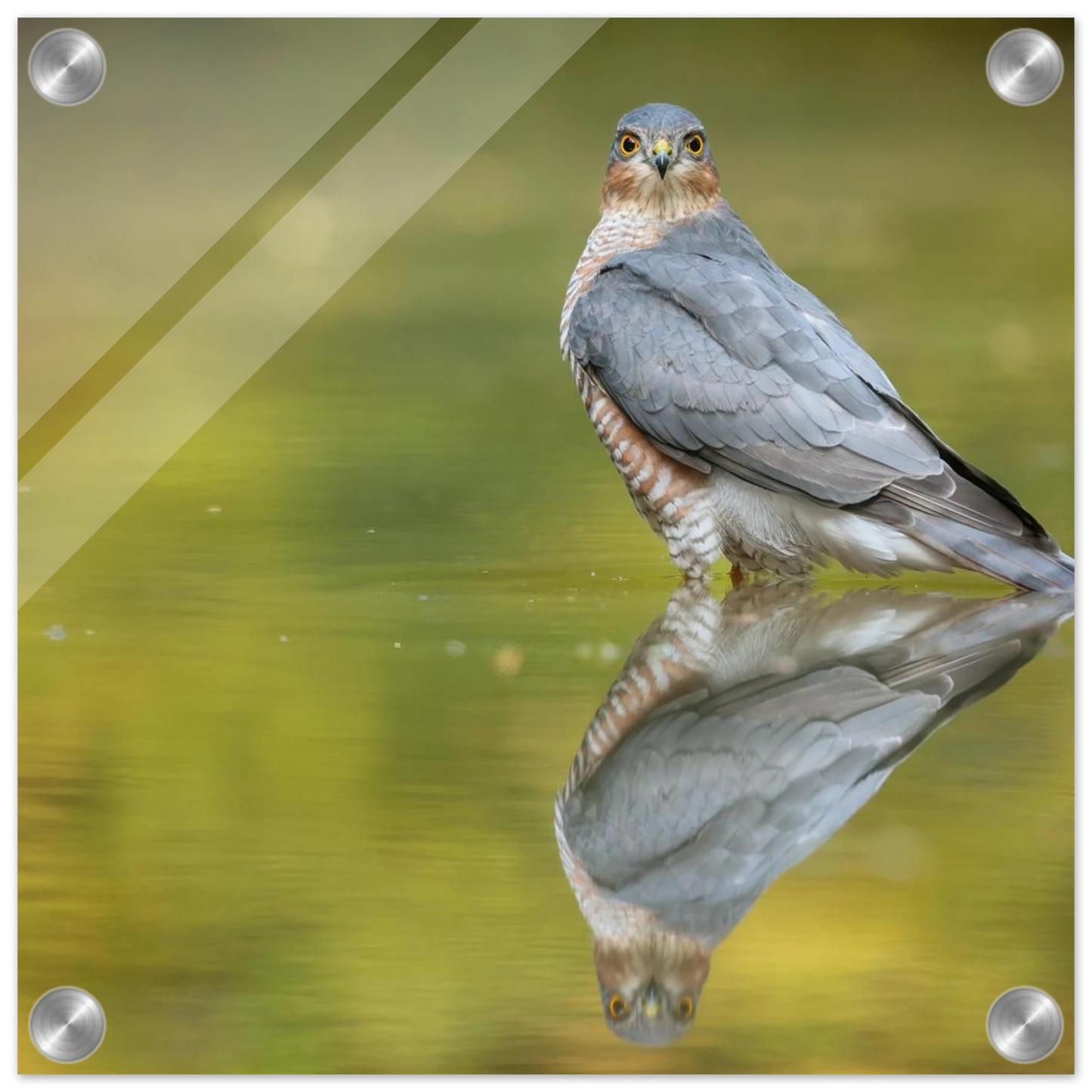 Wandbild mystischer sperber im morgengold faszinierende wildtierfotografie in ihrer wunschgroesse