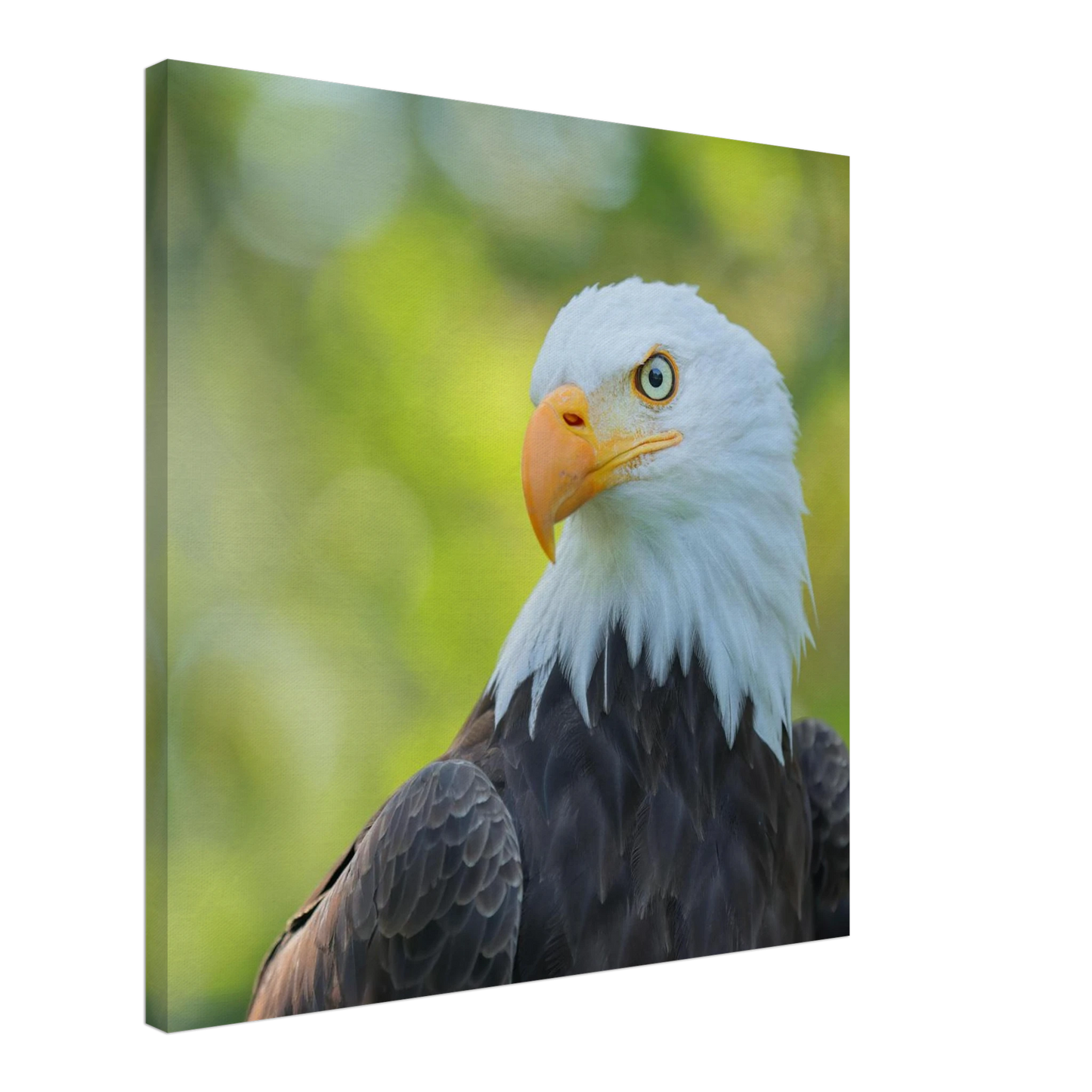 Wandbild majestaetischer weisskopfseeadler eine ode an die freiheit in ihrer wunschgroesse