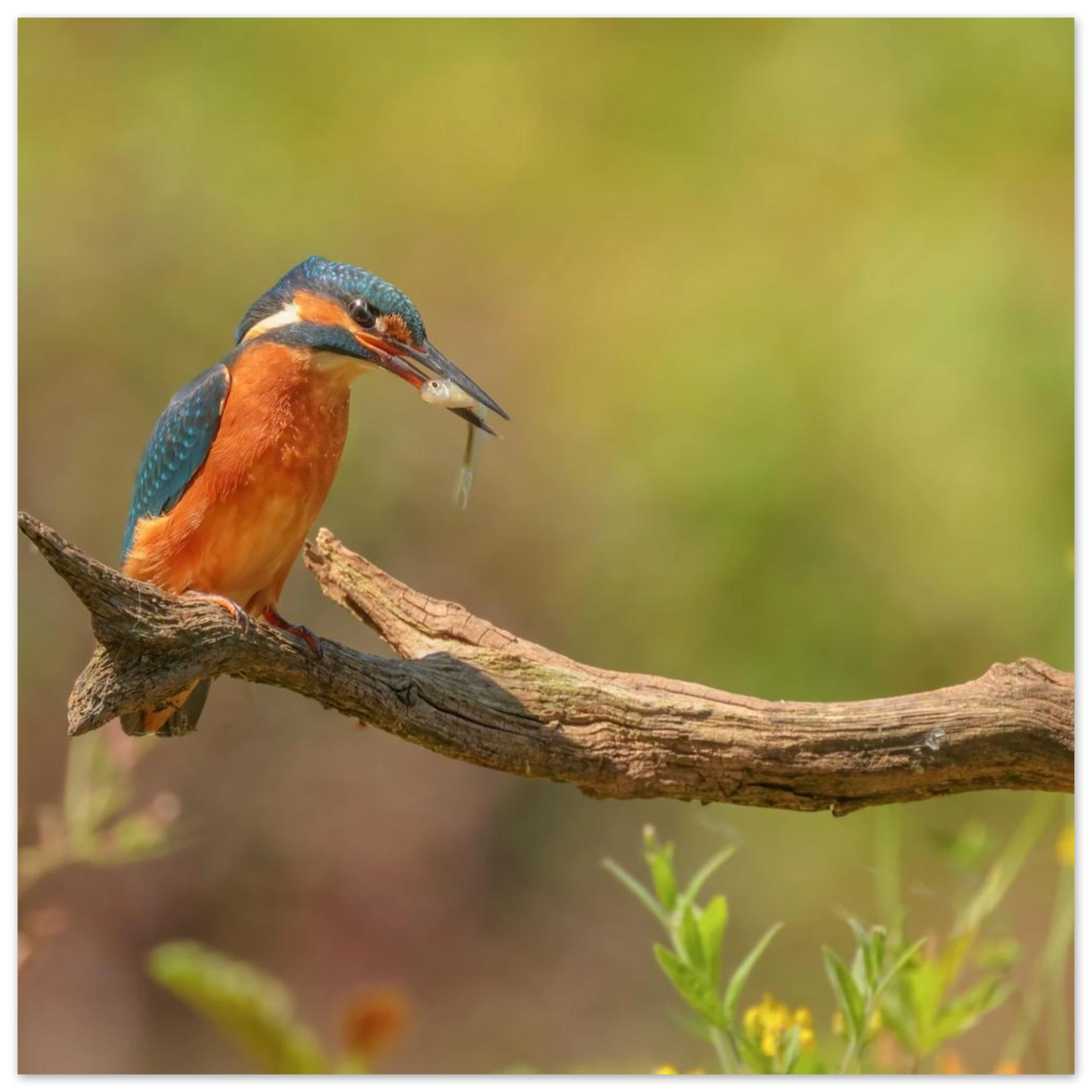 Wandbild eisvogel farbpracht leuchtende naturkunst fuer ihr zuhause in vielen groessen