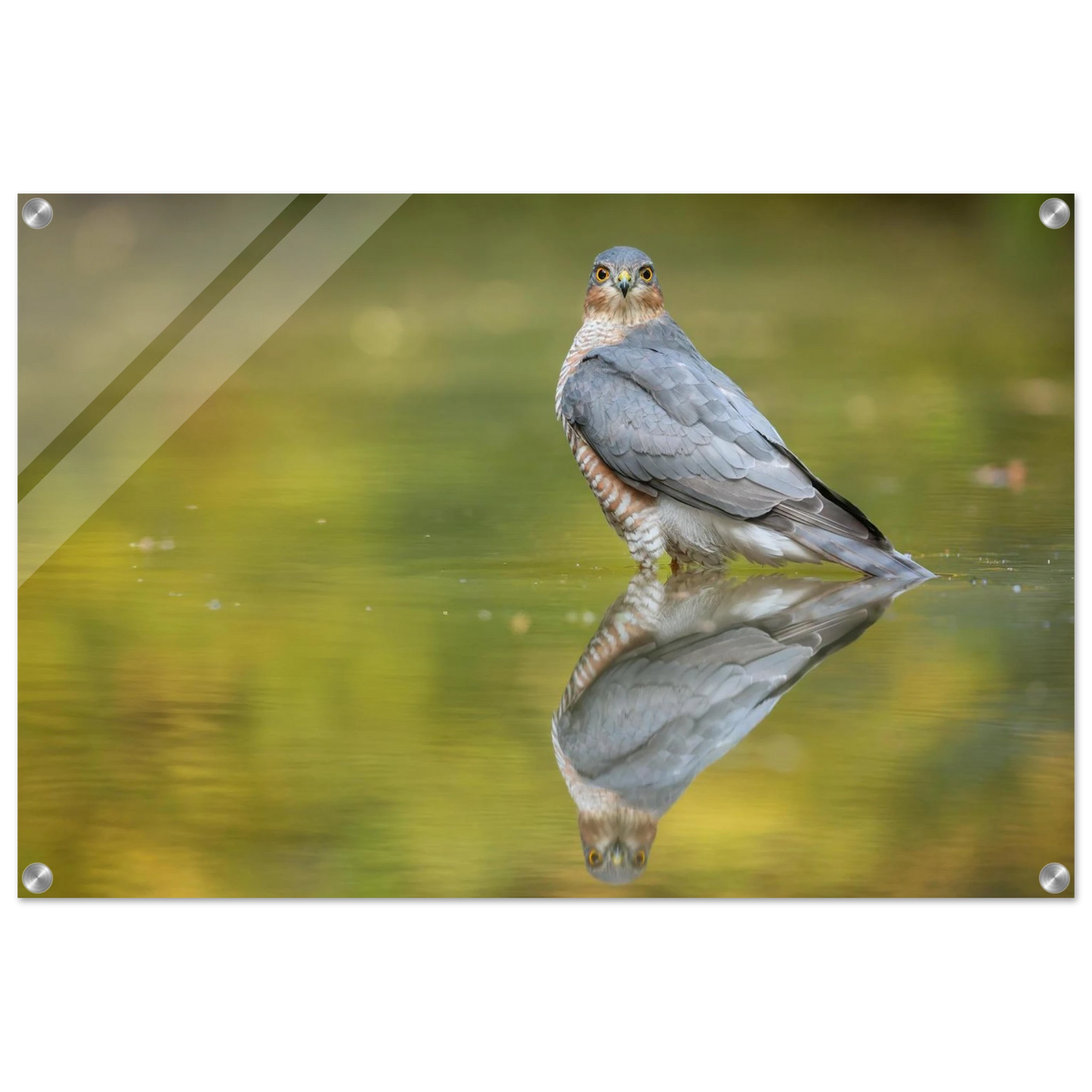 Wandbild mystischer sperber im morgengold faszinierende wildtierfotografie in ihrer wunschgroesse