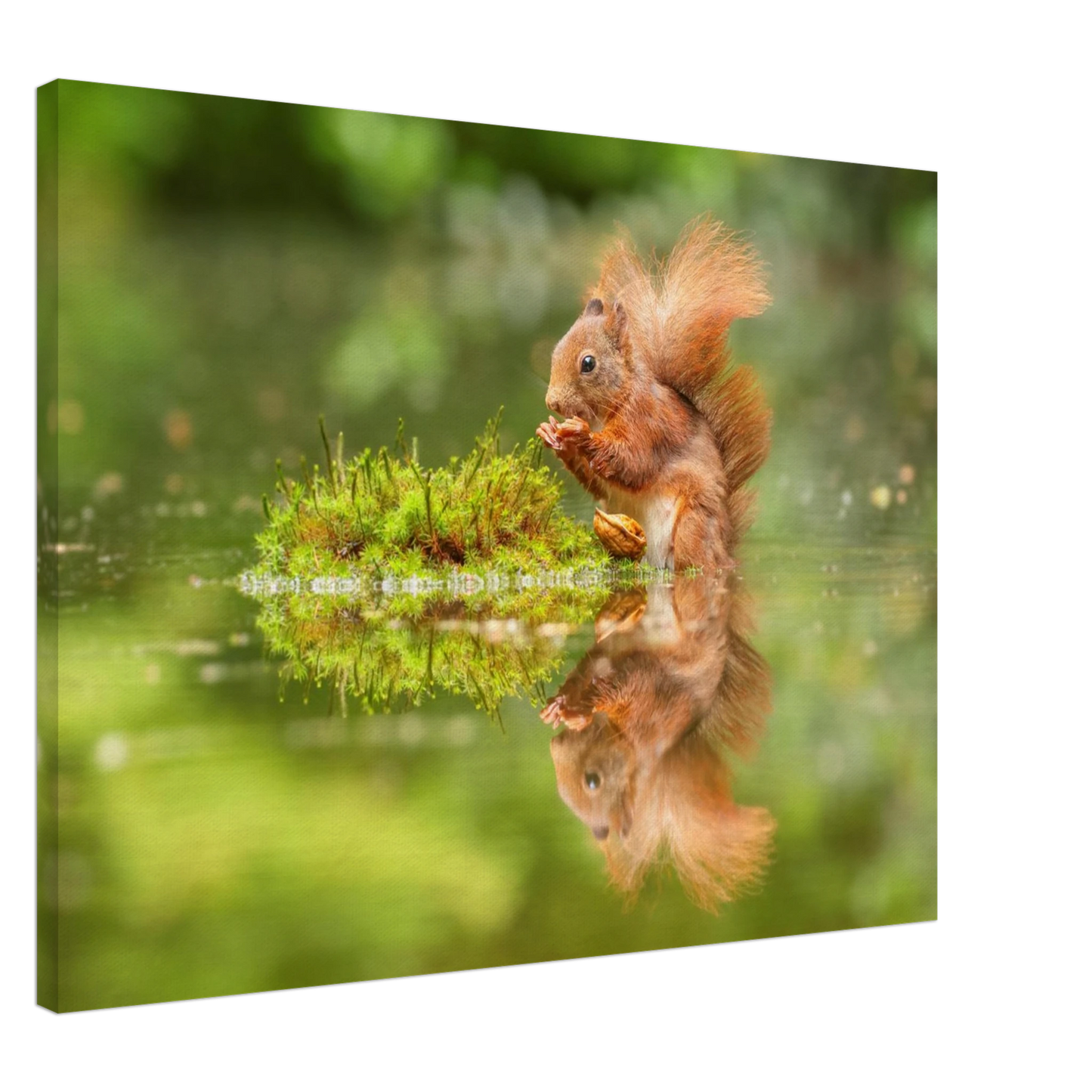 Wandbild bezauberndes eichhoernchen mit nuss ein spiegelbild der natur