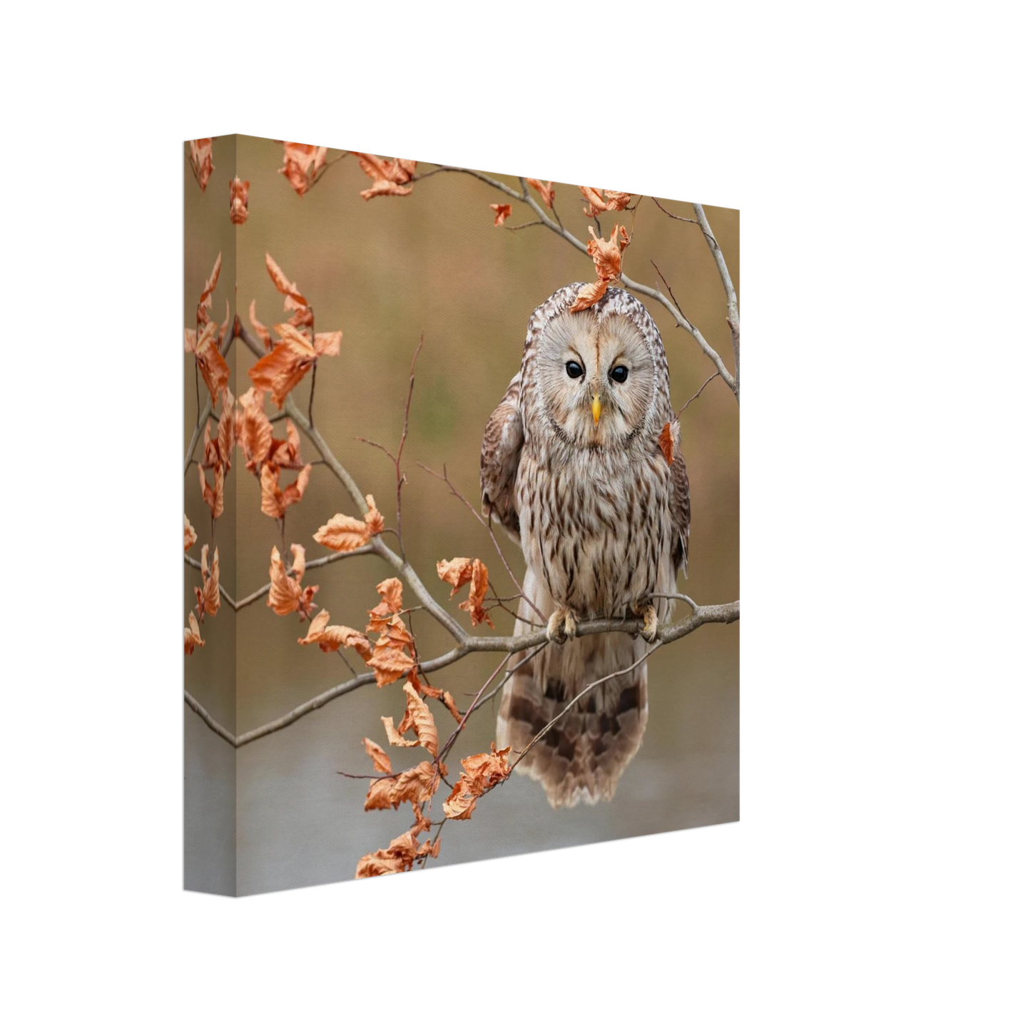 Wandbild majestaetische eule im herbstlaub einblick in die wildnis in verschiedenen groessen