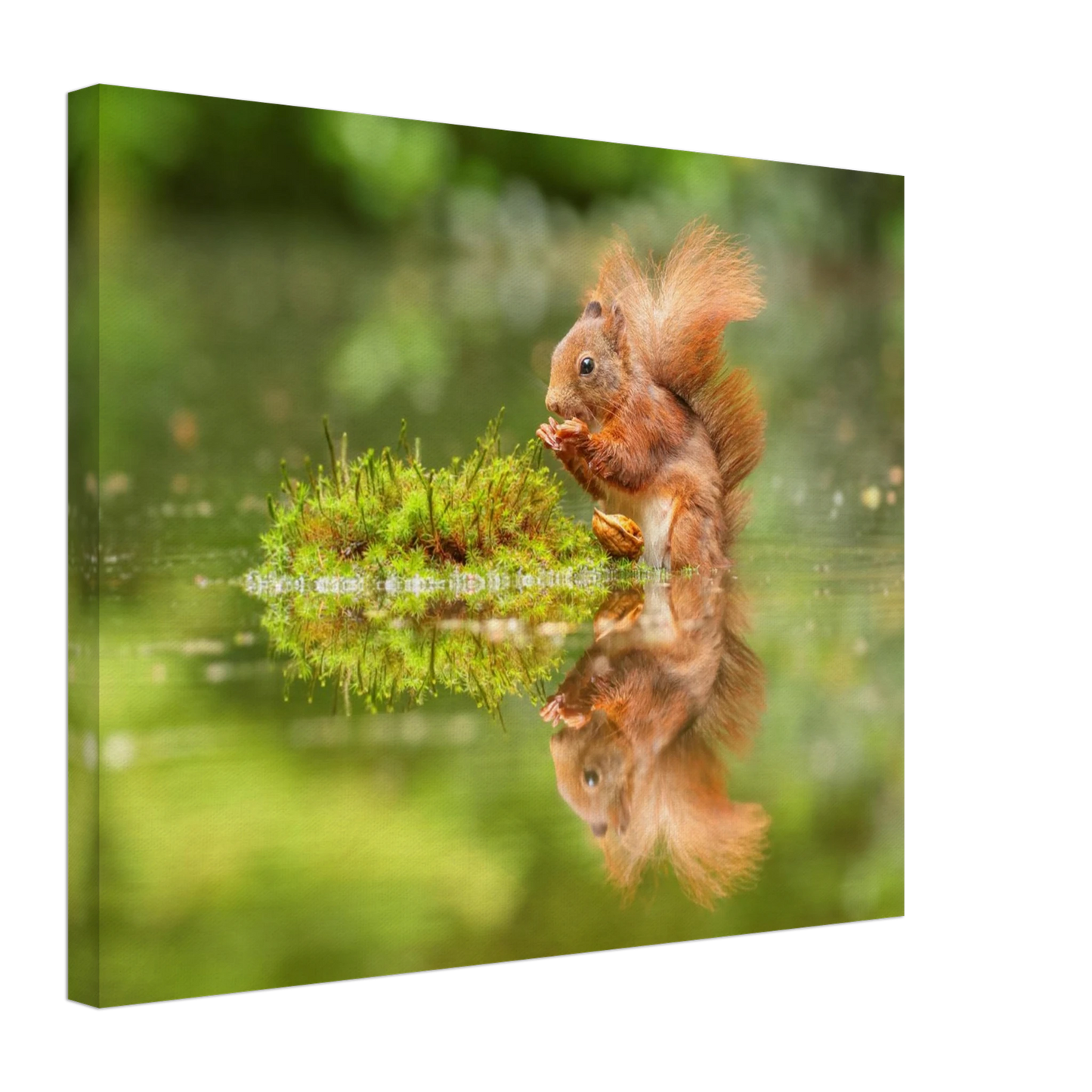 Wandbild bezauberndes eichhoernchen mit nuss ein spiegelbild der natur