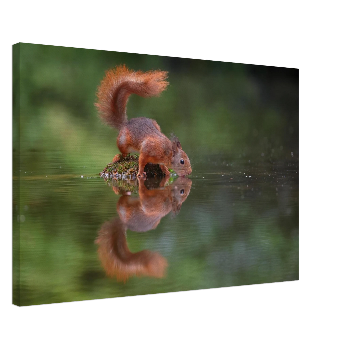 Wandbild durstiges eichhoernchen eine ruhige reflexion in der natur erhaeltlich in vielen groessen