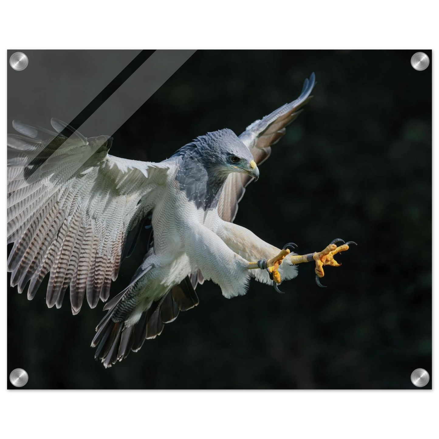 Wandbild majestaetischer schwarzbrustbussard im flug atemberaubende tierfotografie fuer ihr zuhause