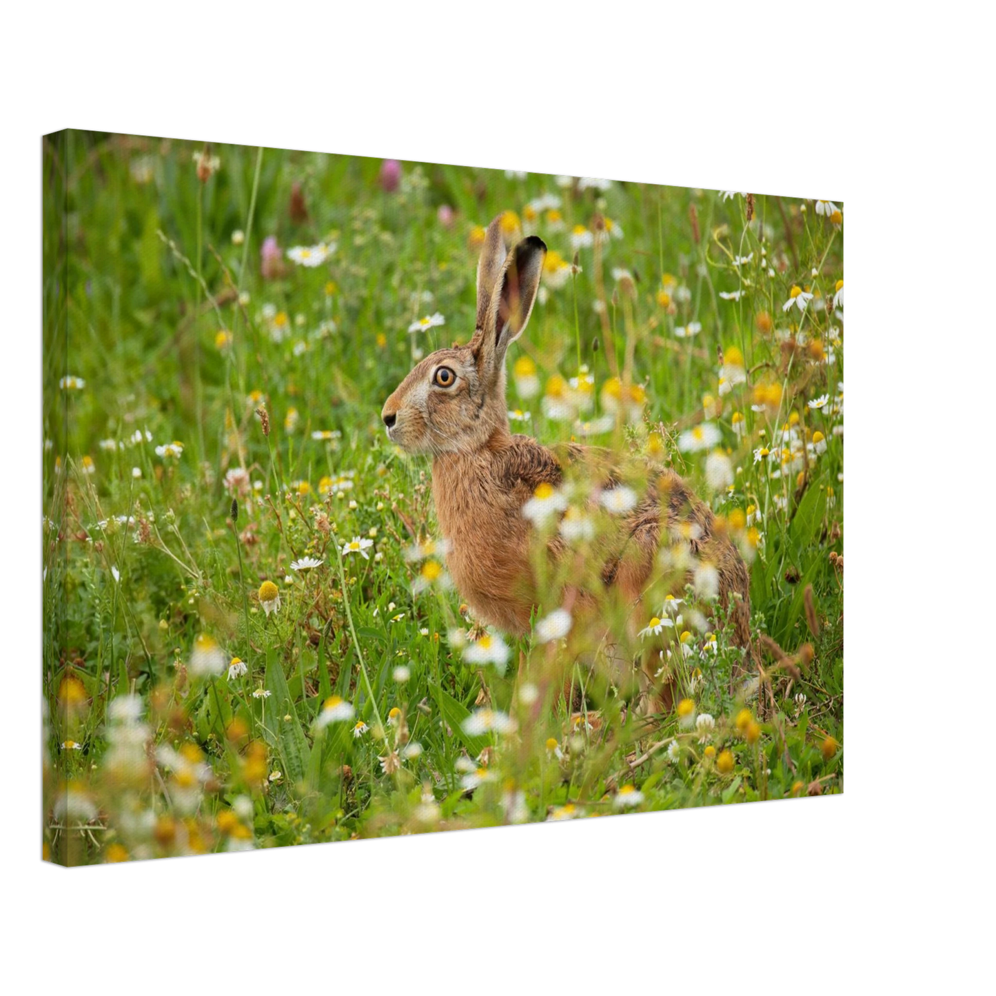 Wandbild Idyllische hasenwiese wandbild waehle dein wunschformat