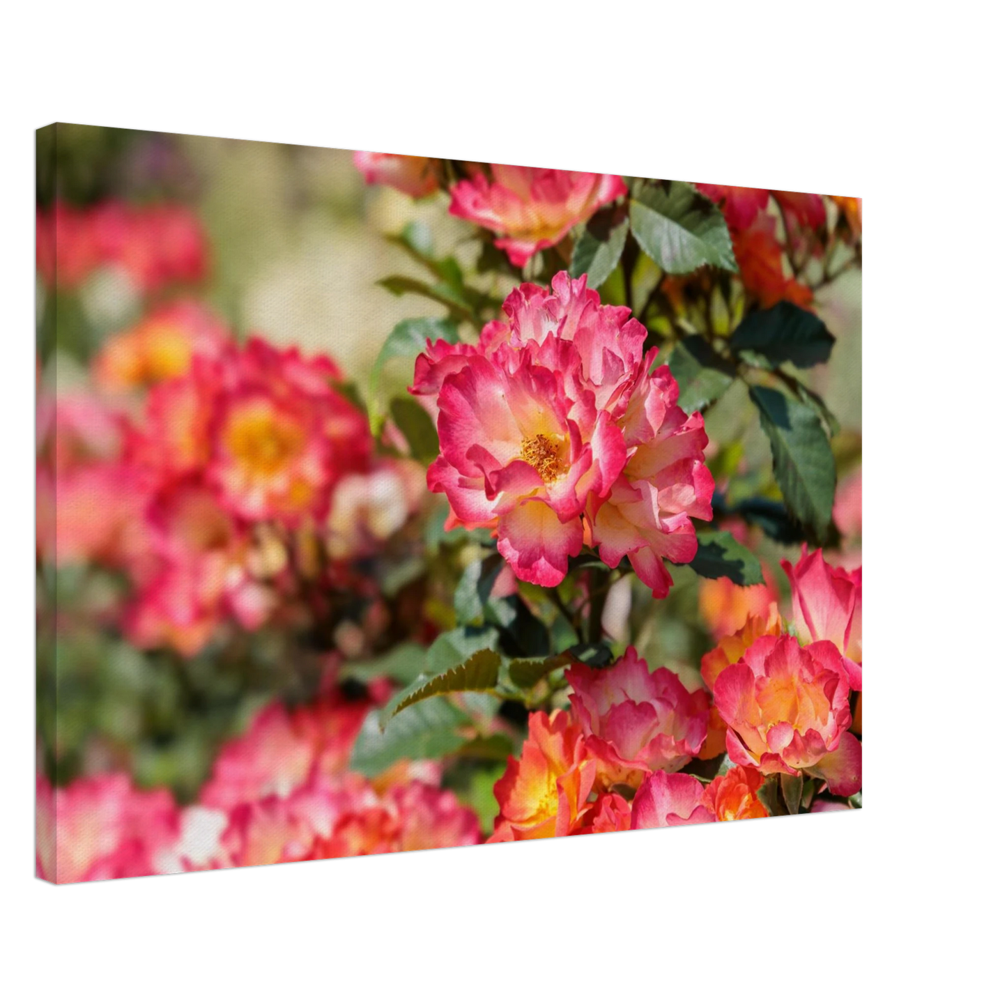 Wandbild himmlische rosenpracht lebendige farbexplosion in ihrem zuhause verfuegbar in vielen groessen