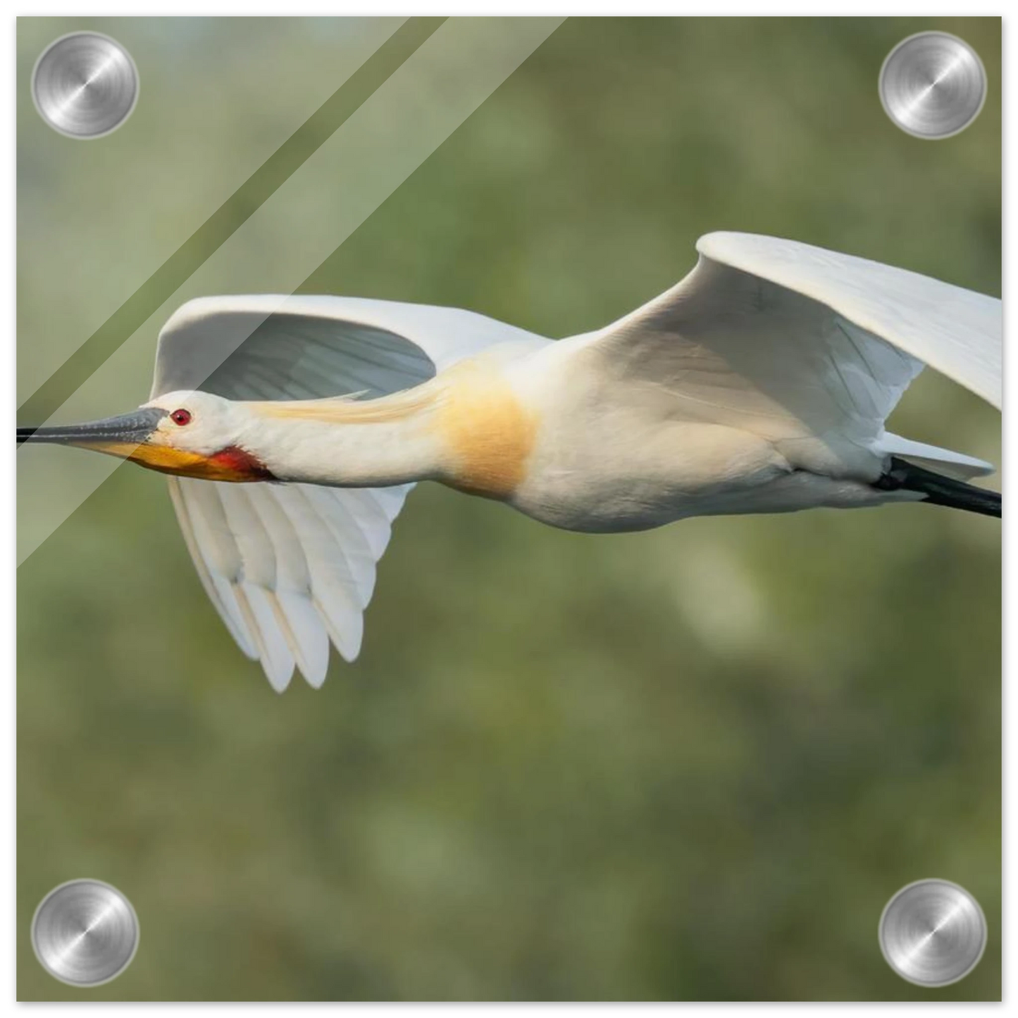 Wandbild eleganter loeffler im flug naturfotografie fuer ihr zuhause in vielen groessen