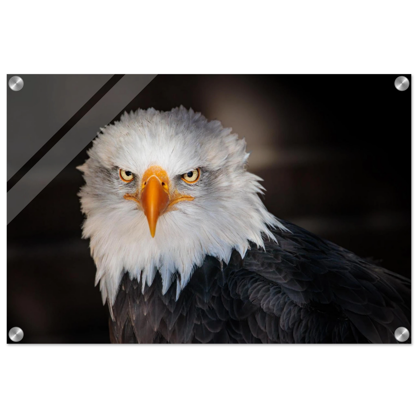 Wandbild majestaetischer adler ausdrucksstarke tierfotografie fuer ihr zuhause in vielen groessen erhaeltlich
