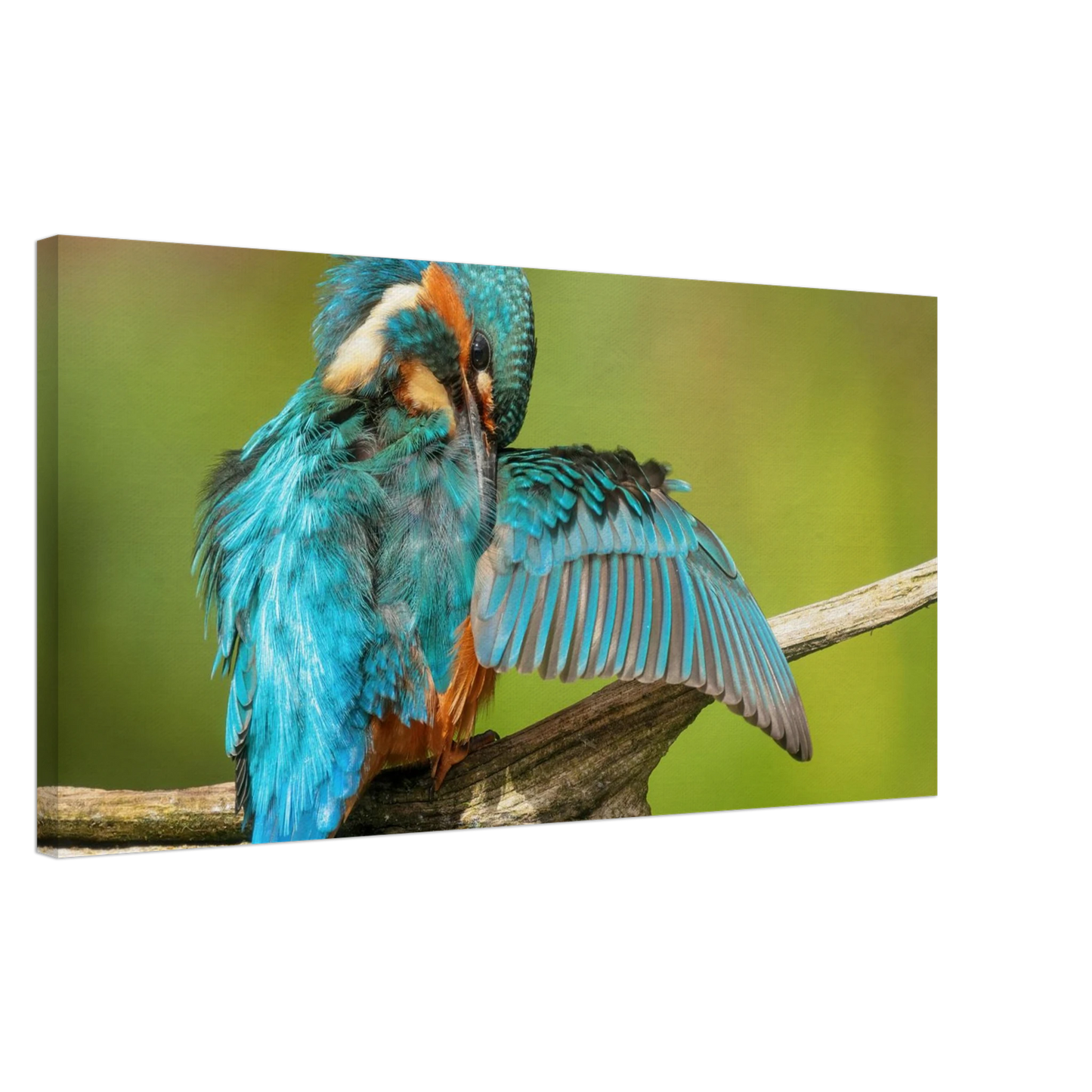 Wandbild eisvogel lebendige farbenpracht der natur auf leinwand