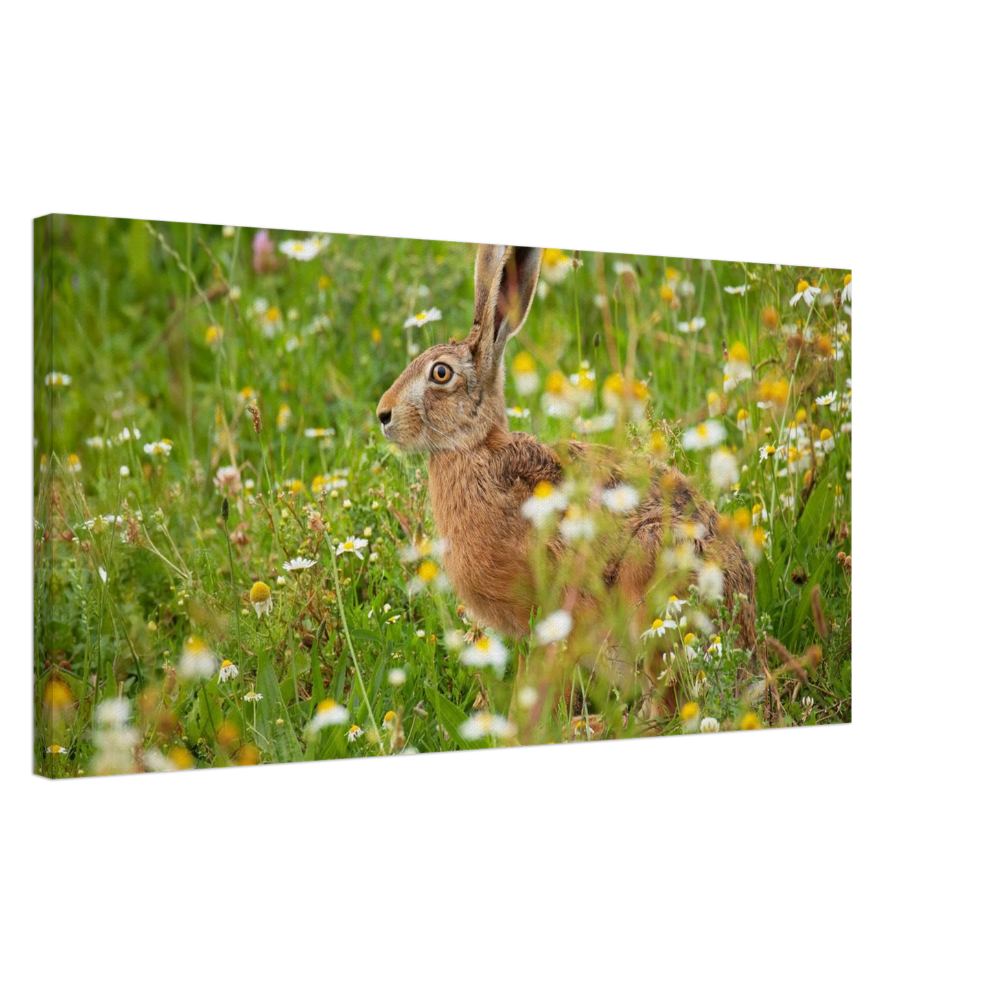 Wandbild Idyllische hasenwiese wandbild waehle dein wunschformat