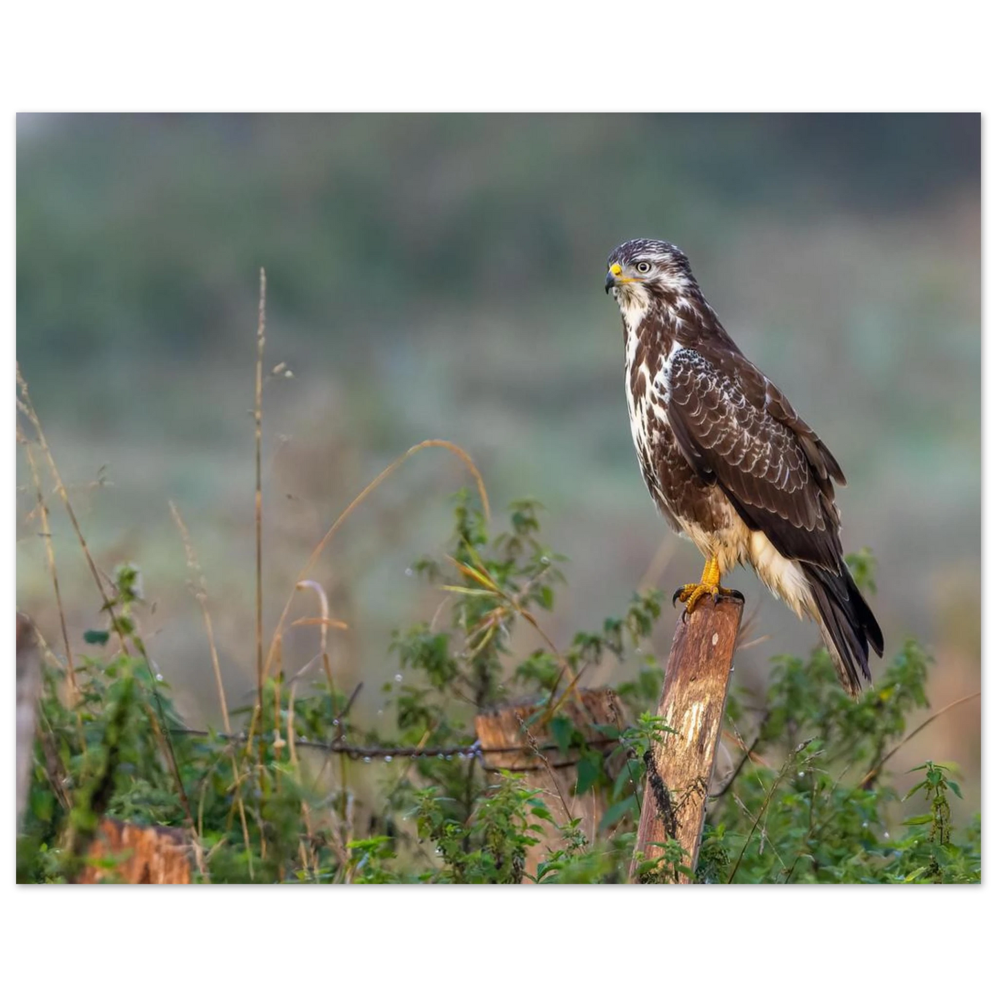 Wandbild majestaetischer bussard einblick in die wildnis auf hochglanz leinwand