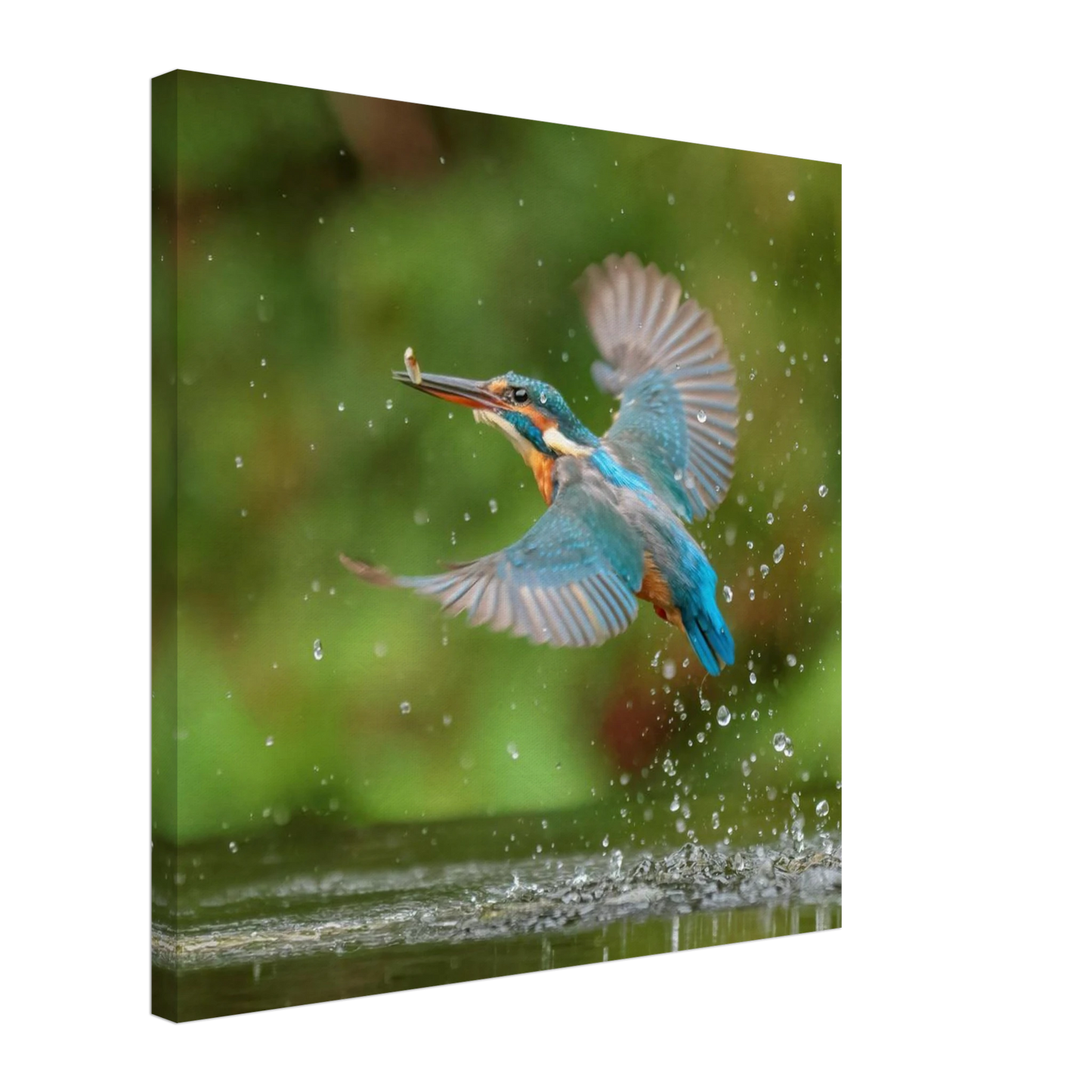 Wandbild eisvogel lebendige tierfotografie mit lebhaften blautoenen