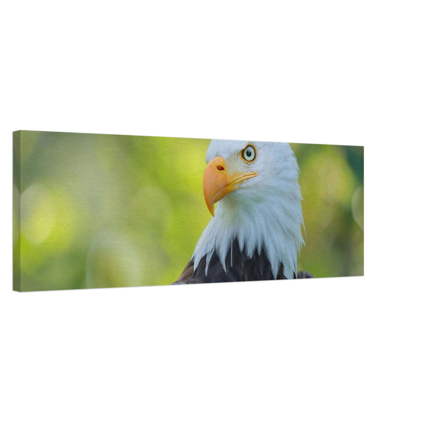 Wandbild majestaetischer weisskopfseeadler eine ode an die freiheit in ihrer wunschgroesse