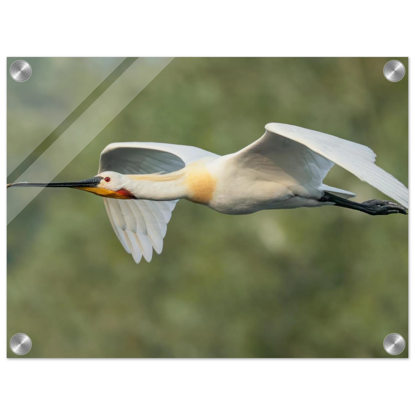 Wandbild eleganter loeffler im flug naturfotografie fuer ihr zuhause in vielen groessen