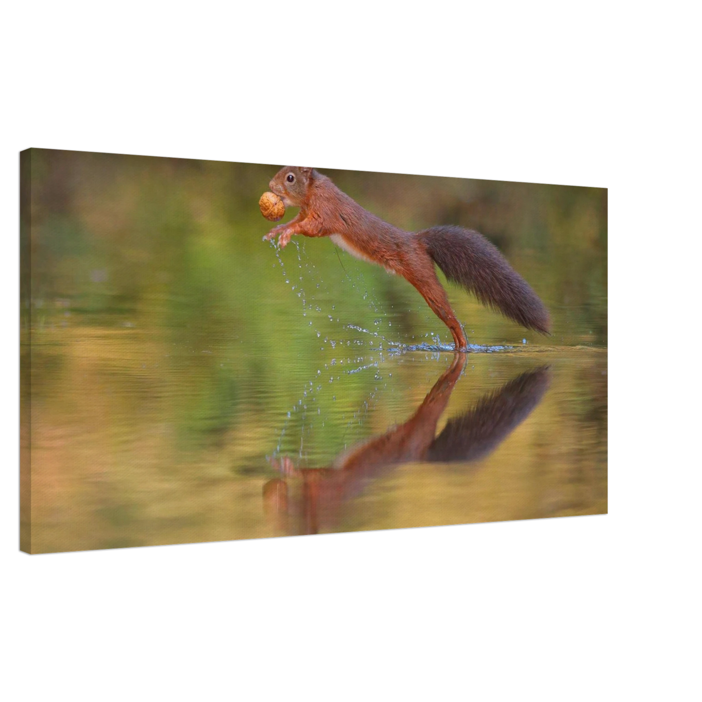 Wandbild eichhoernchen sprung dynamisches tierportrait auf premium leinwand in verschiedenen groessen erhaeltlich