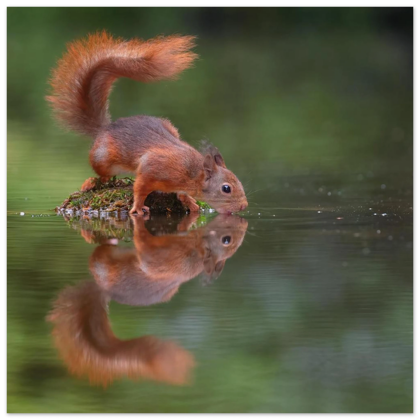 Wandbild durstiges eichhoernchen eine ruhige reflexion in der natur erhaeltlich in vielen groessen